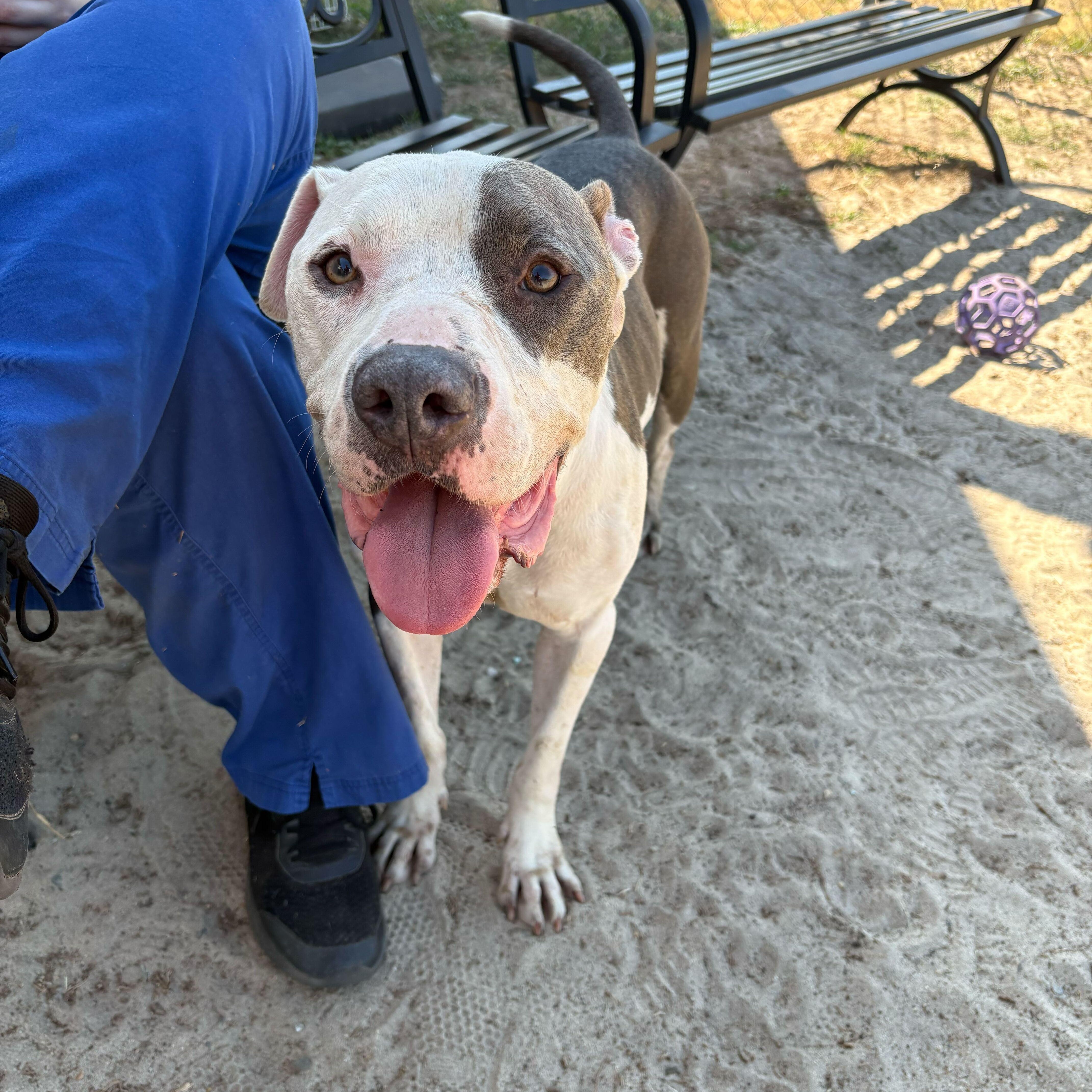 Enlarge Leon, a ADOPTABLE mixed breed in Valdosta, GA image 3/5