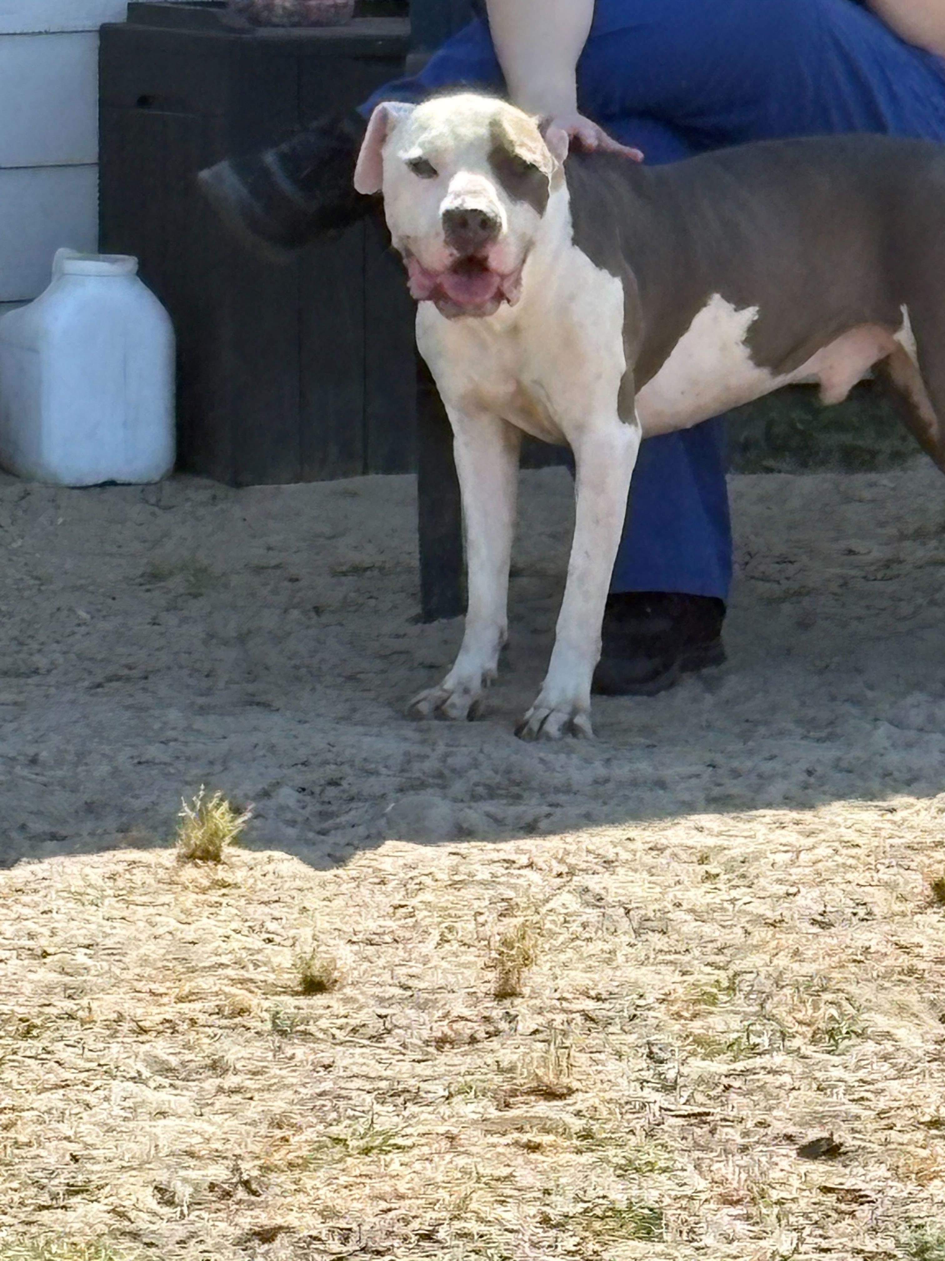 Enlarge Leon, a ADOPTABLE mixed breed in Valdosta, GA image 5/5
