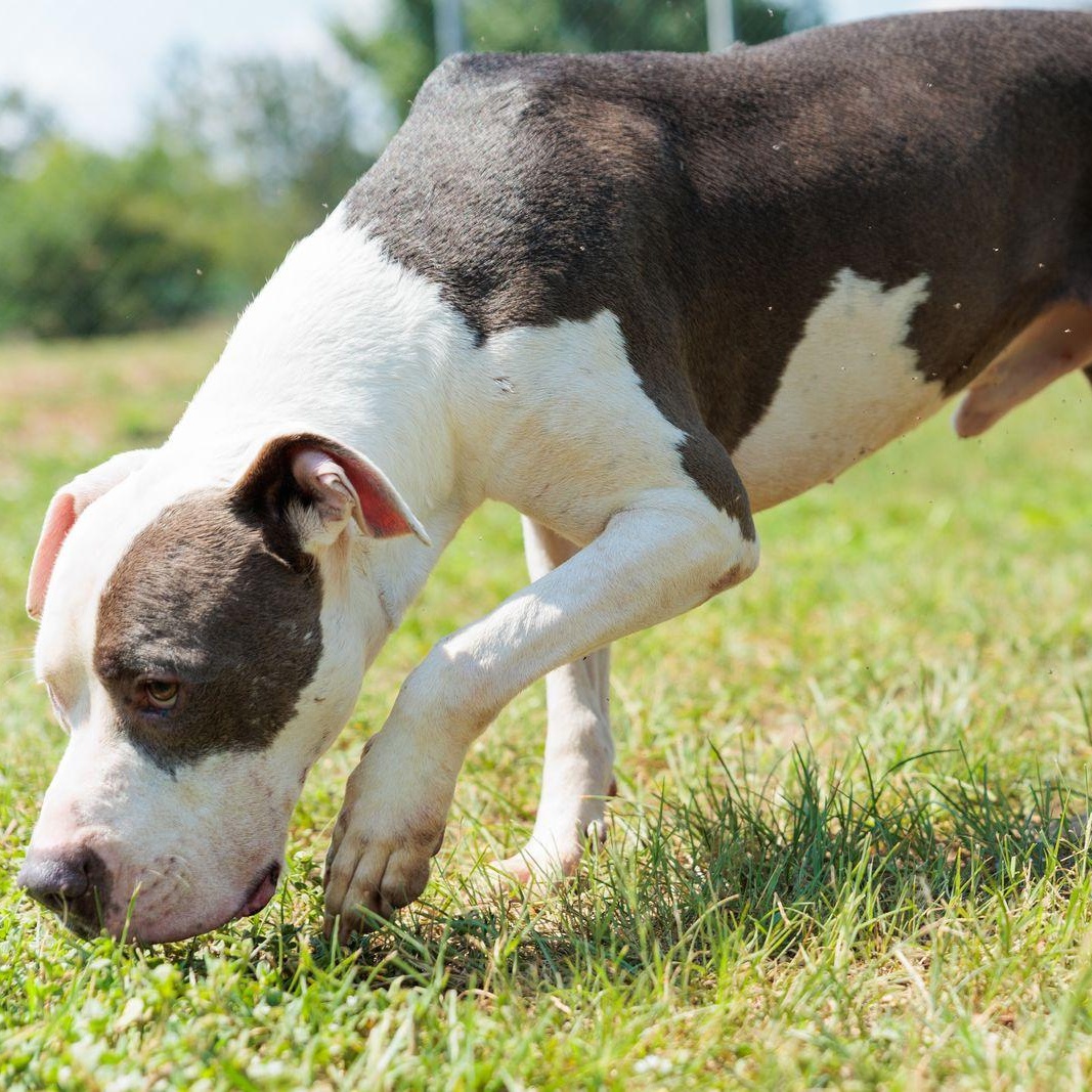 Leon, a ADOPTABLE mixed breed in Valdosta, GA image 3/6
