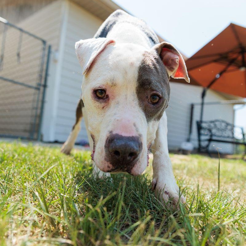Leon, a ADOPTABLE mixed breed in Valdosta, GA image 1/6