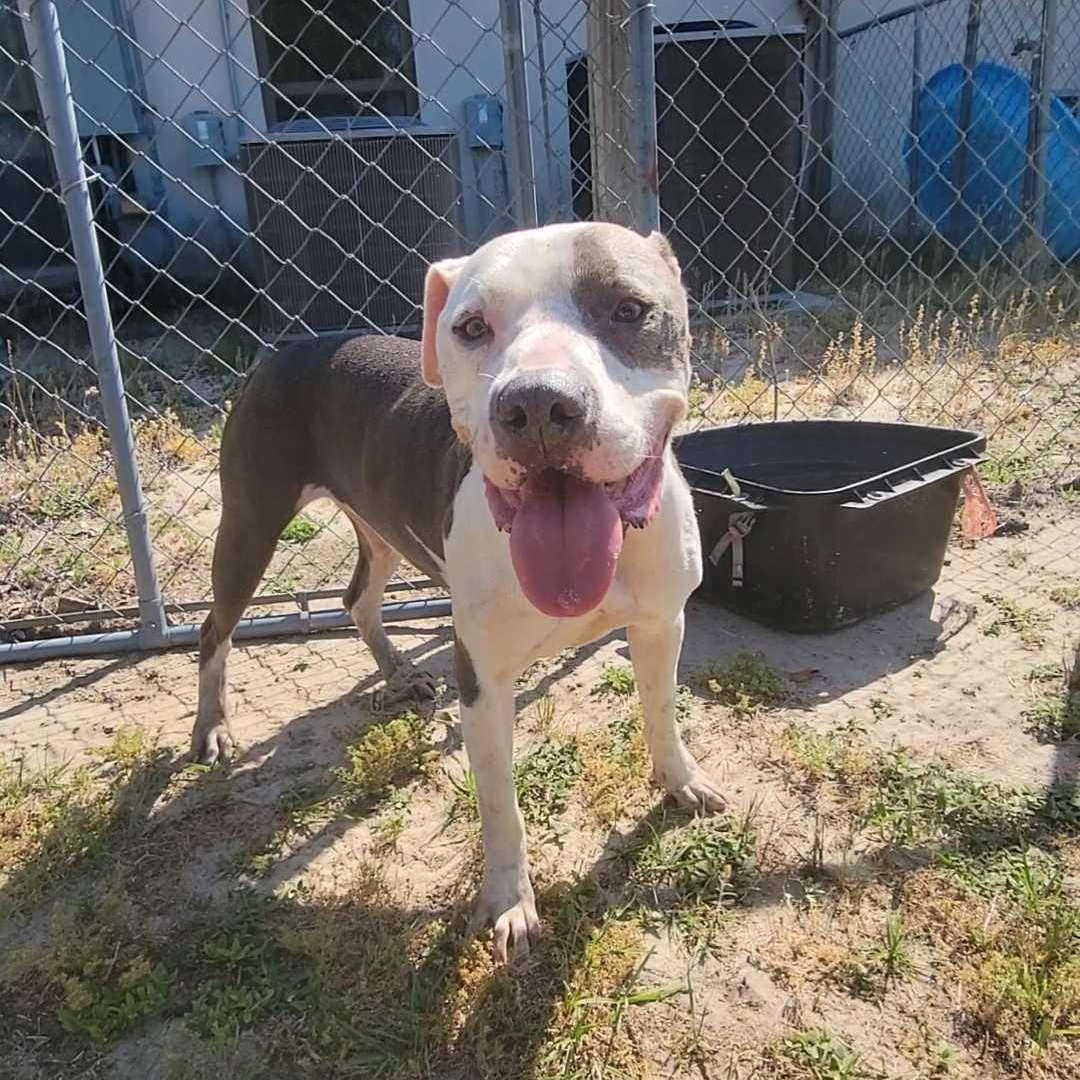 Leon, ADOPTABLE, Adult Male Pit Bull Terrier.