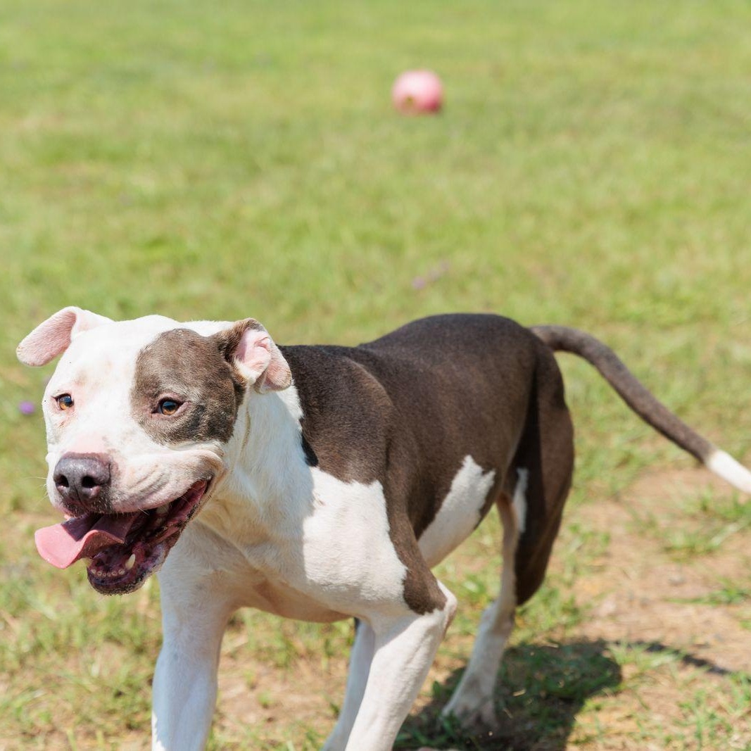 Leon, a ADOPTABLE mixed breed in Valdosta, GA image 2/6