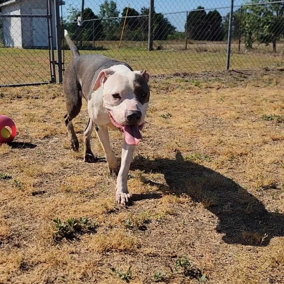 Enlarge Leon, a ADOPTABLE mixed breed in Valdosta, GA image 2/5