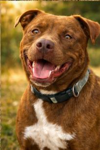 Enlarge Huckleberry AKA Huck, a Adoptable mixed breed in Bothell, WA image 5/6