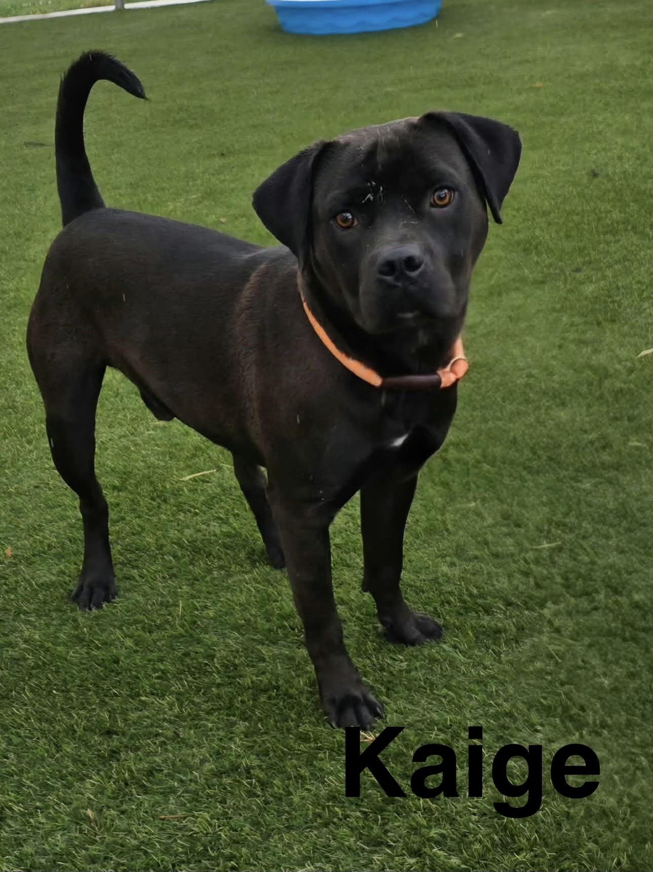 Enlarge Kaige, a Adoptable mixed breed in Topeka, KS image 1/1