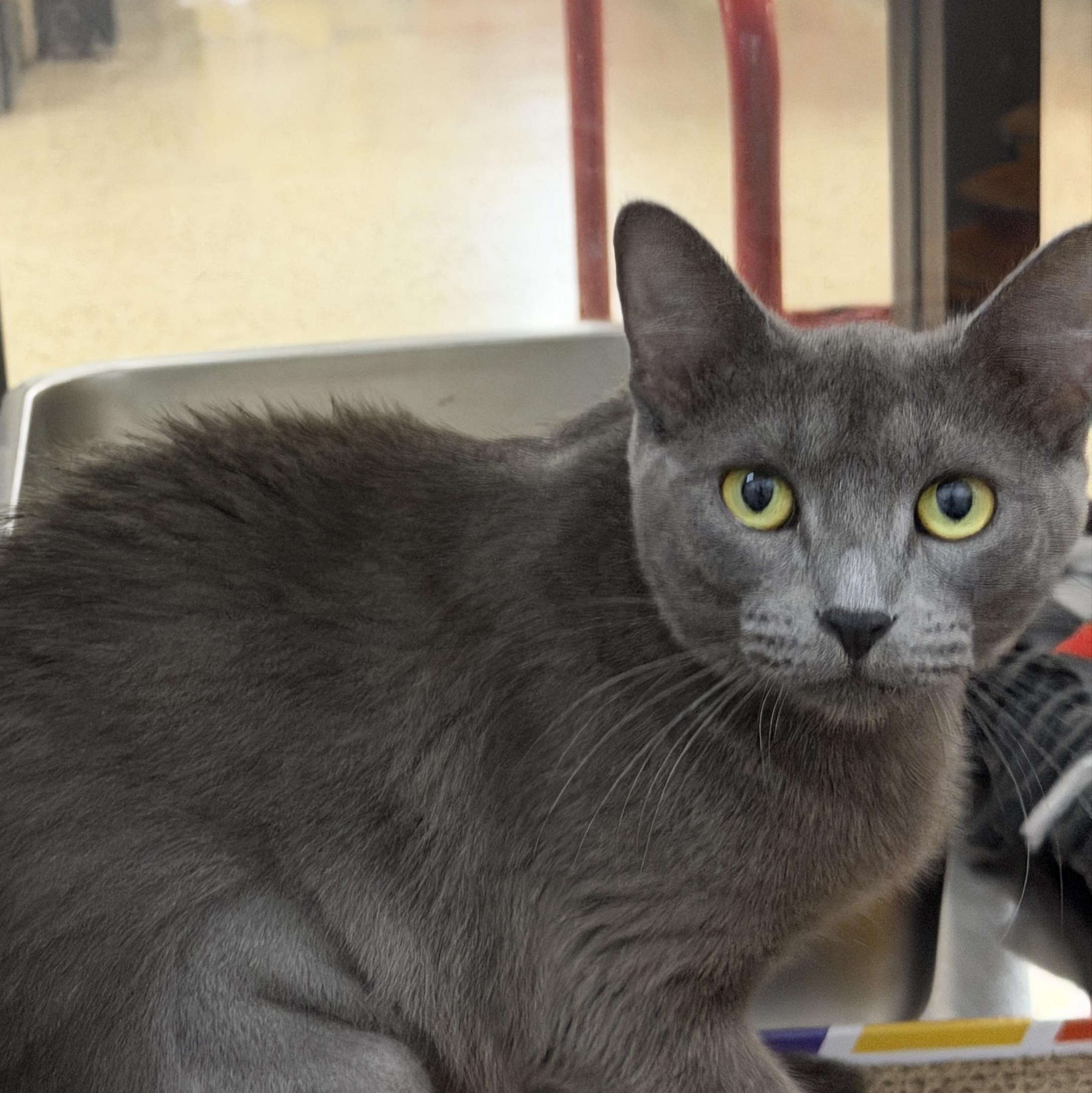 Wendy, adopted, Young Female Russian Blue.