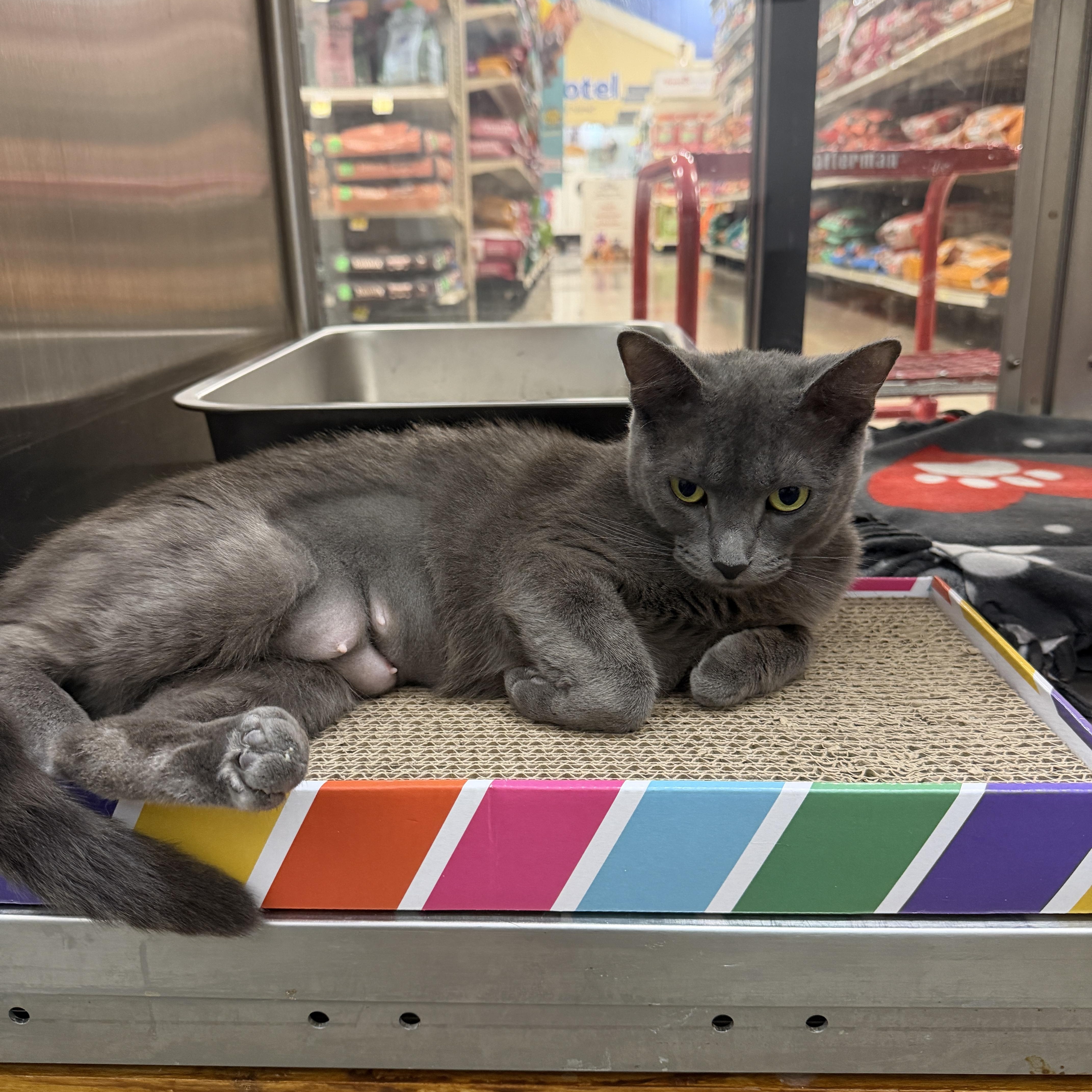 Wendy, an adopted Russian Blue in Chandler, AZ image 4/4