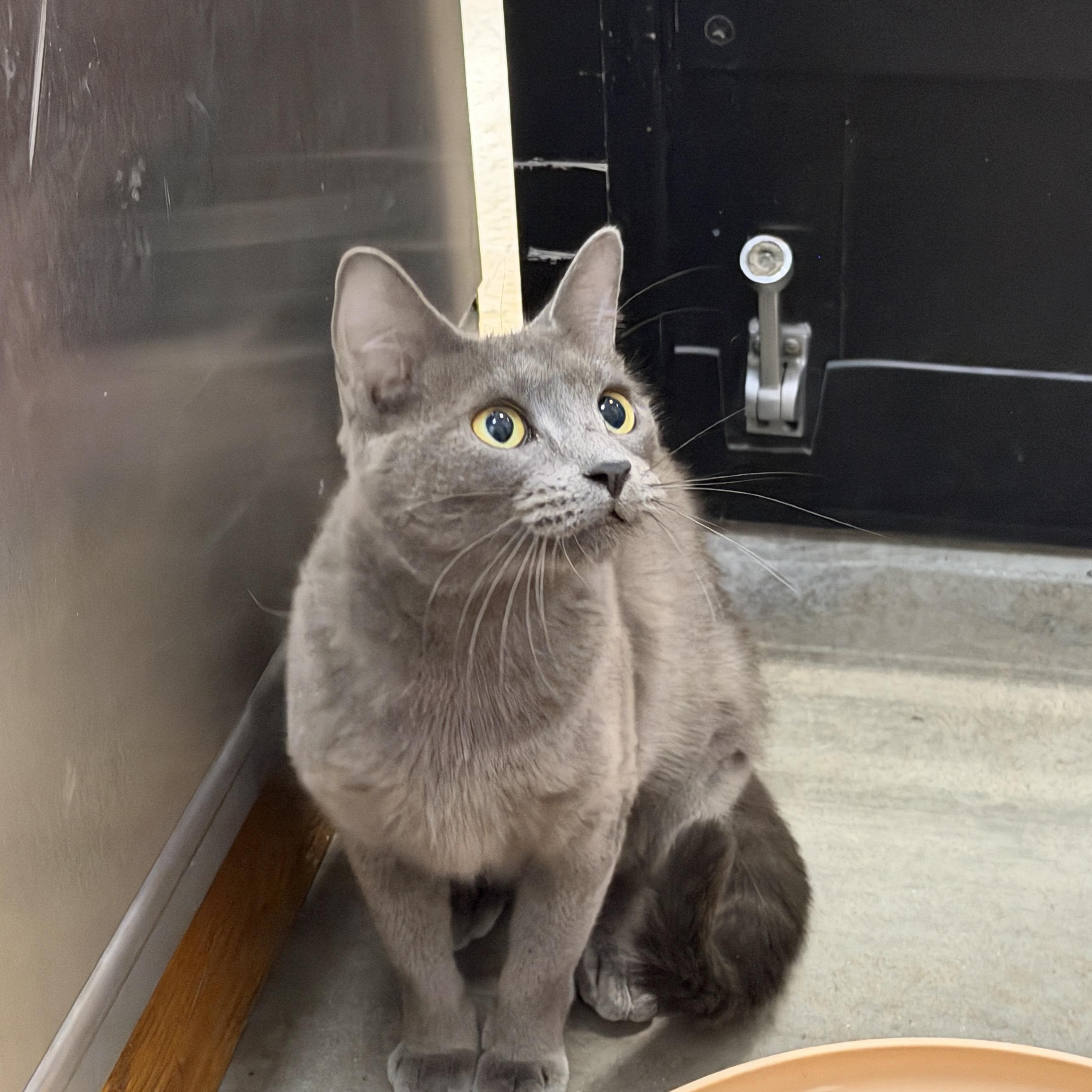 Wendy, an adopted Russian Blue in Chandler, AZ image 3/4