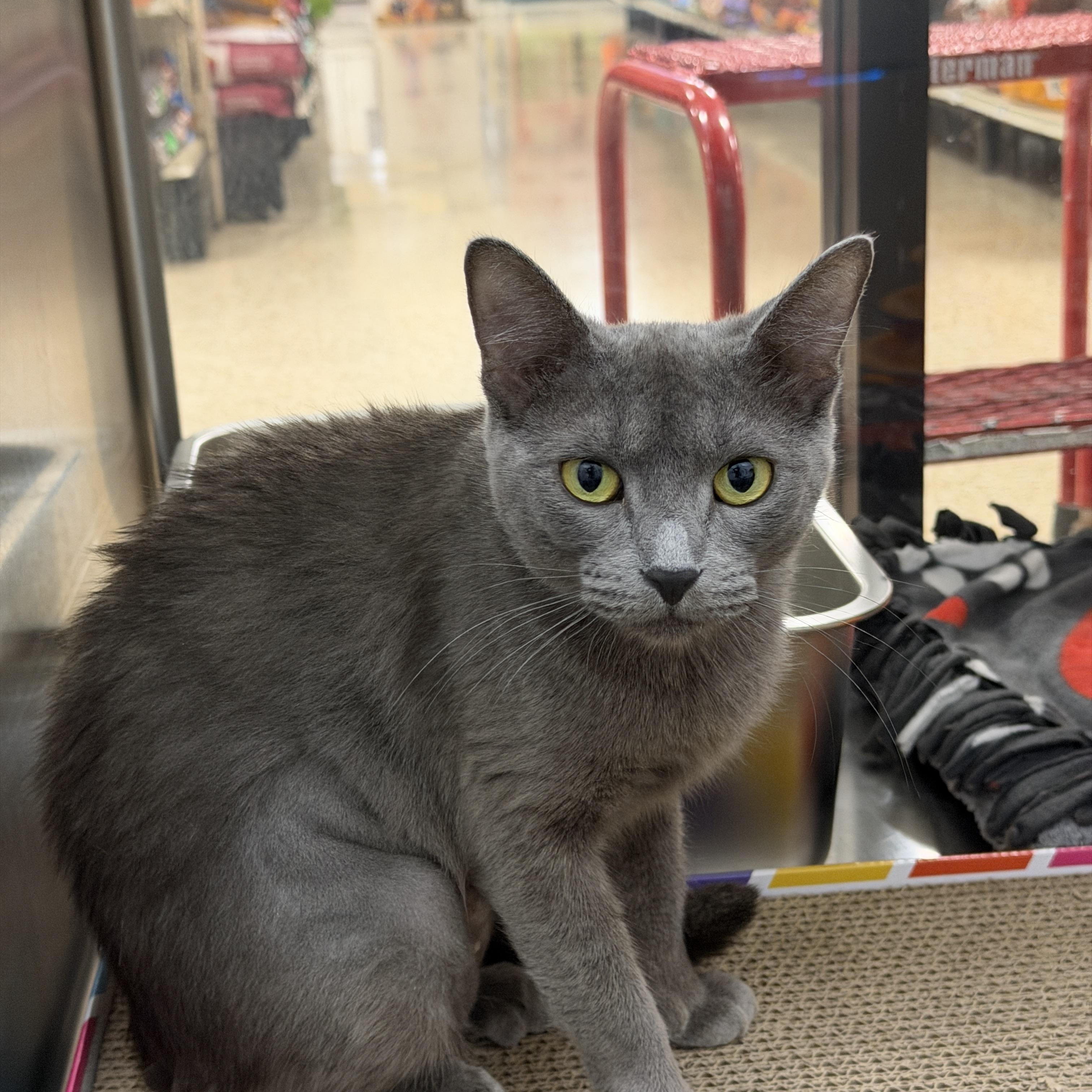 Wendy, an adopted Russian Blue in Chandler, AZ image 2/4