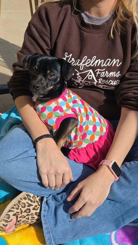 Enlarge Luna, a Adoptable mixed breed in Peoria, IL image 1/6