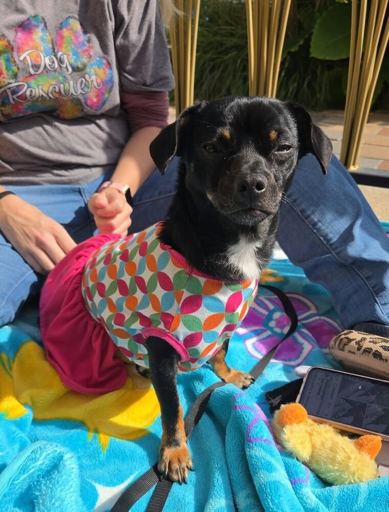Enlarge Luna, a Adoptable mixed breed in Peoria, IL image 2/6