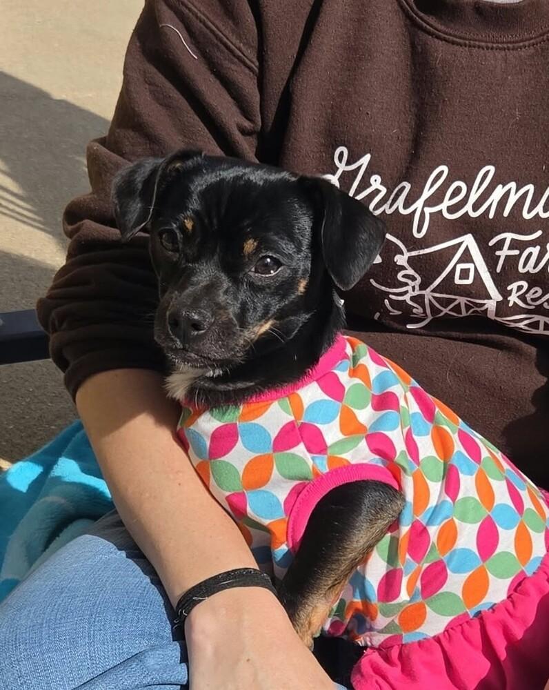 Enlarge Luna, a Adoptable mixed breed in Peoria, IL image 3/6