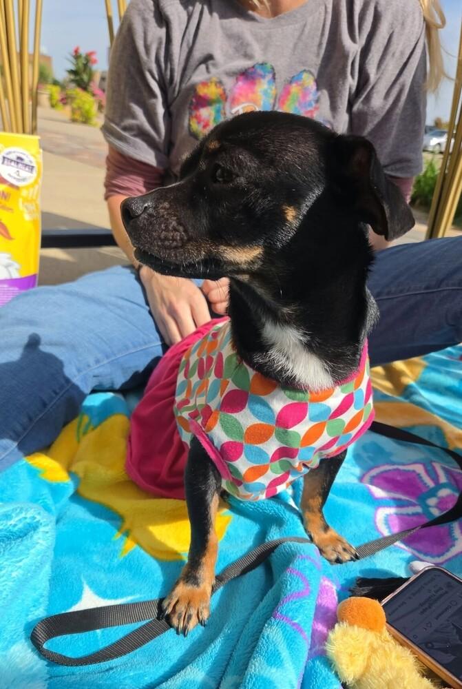 Enlarge Luna, a Adoptable mixed breed in Peoria, IL image 4/6