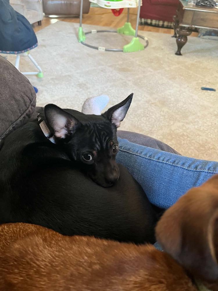 Enlarge Luna, a Adoptable mixed breed in Peoria, IL image 6/6