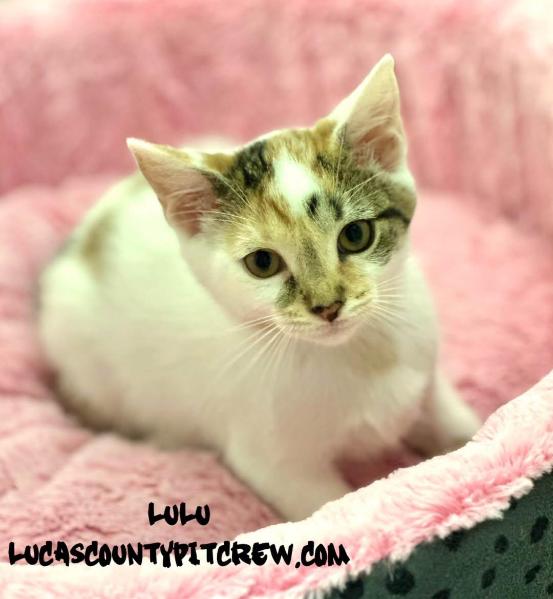 Lulu, Adopted, Kitten Female Domestic Short Hair & Calico.