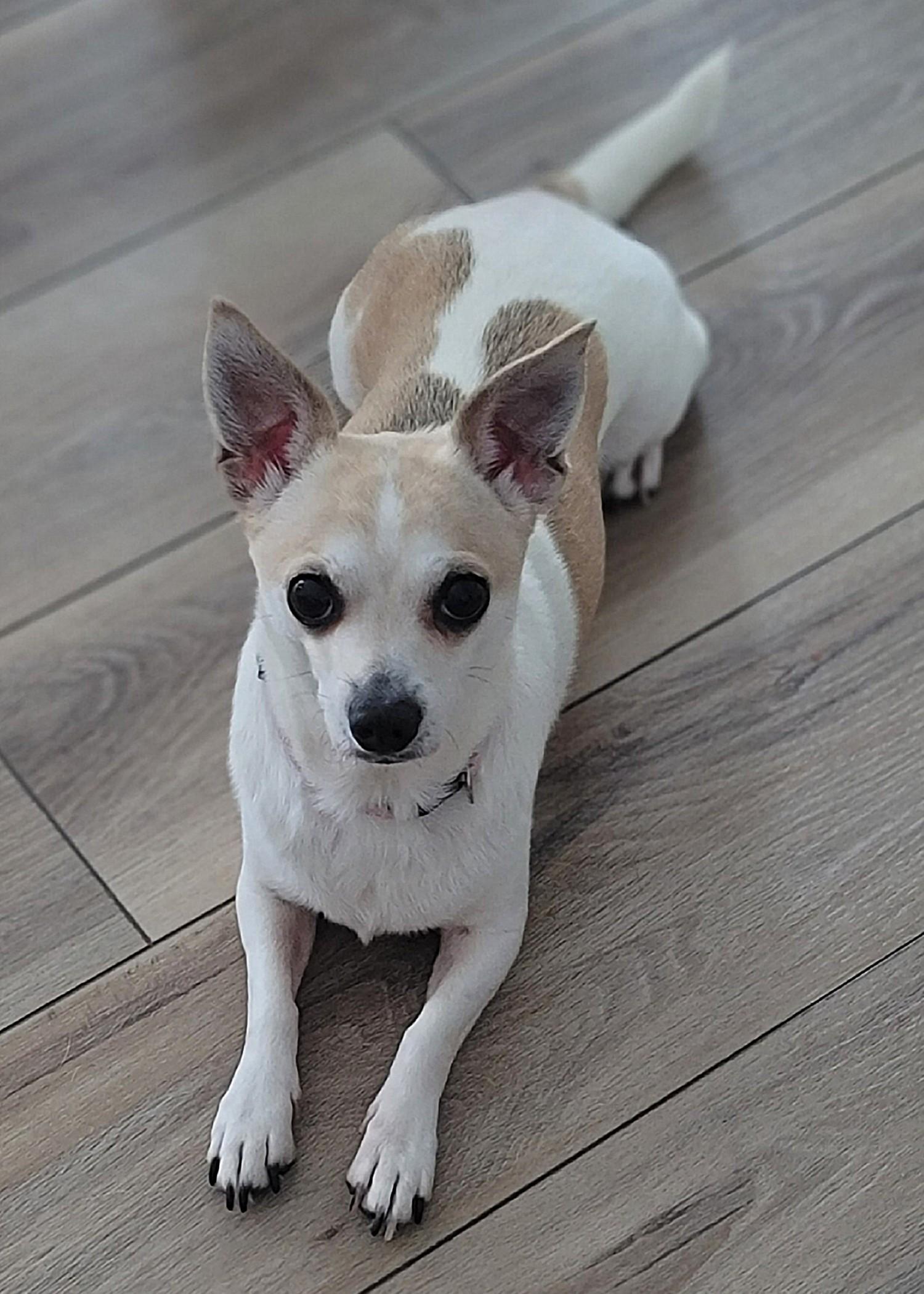 Ziva, ADOPTABLE, Adult Female Mixed Breed & Chihuahua.