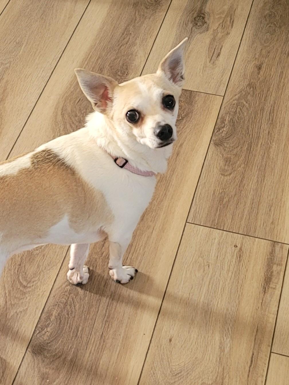 Ziva, a ADOPTABLE mixed breed in Midlothian, VA image 2/2