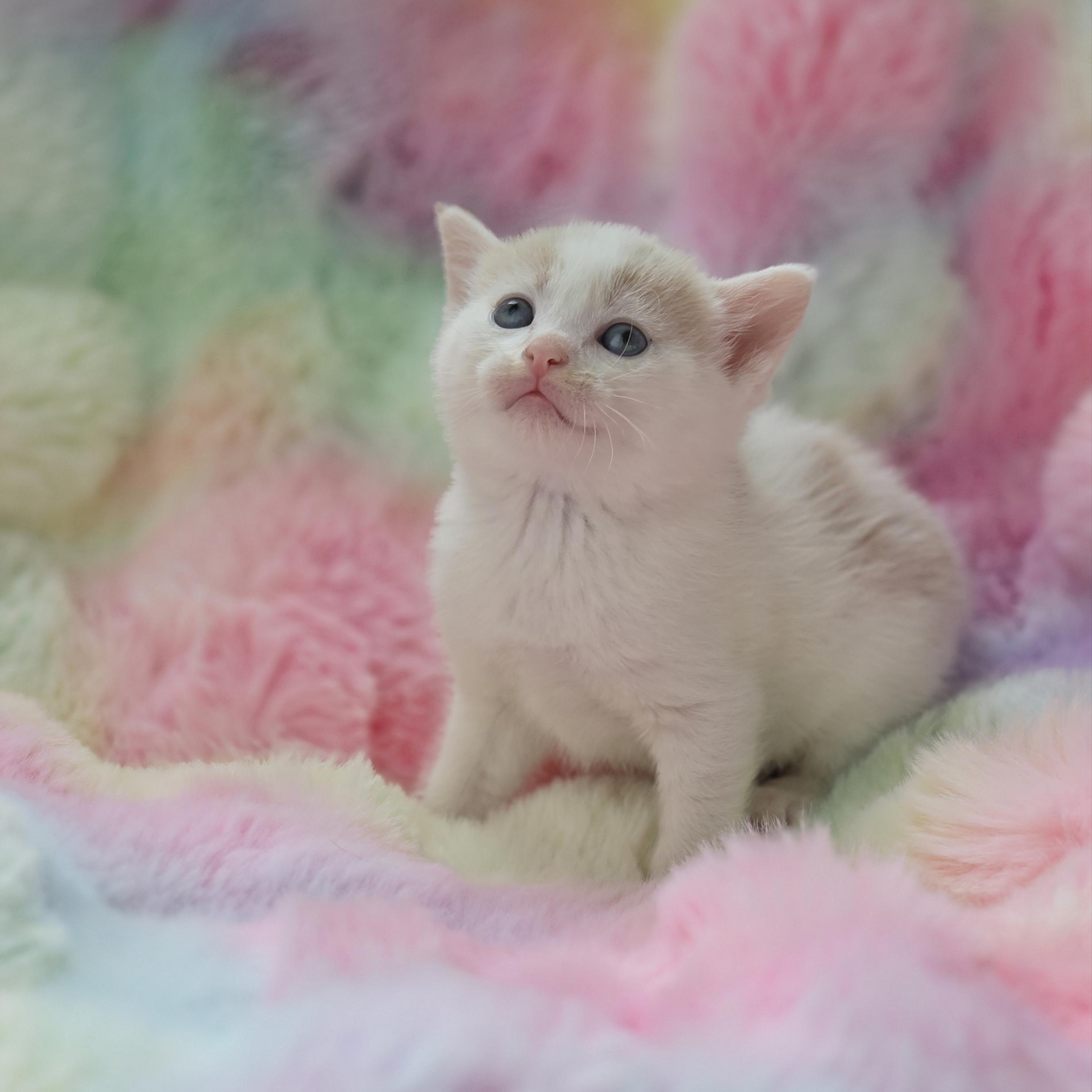 Ditto, Adoptable, Kitten Male Domestic Short Hair & Tabby.