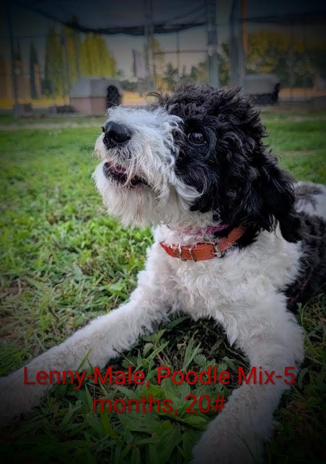 Lenny, adopted, Young Male Poodle.