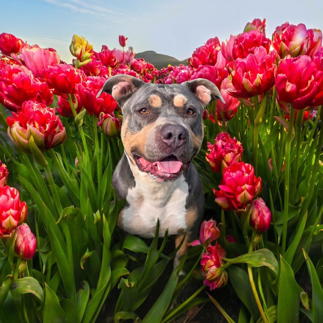 Zaza, Adoptable, Adult Female Mixed Breed.