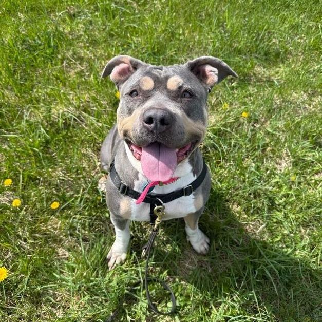 Enlarge Zaza, a Adoptable Mixed Breed in Bangall, NY image 2/5