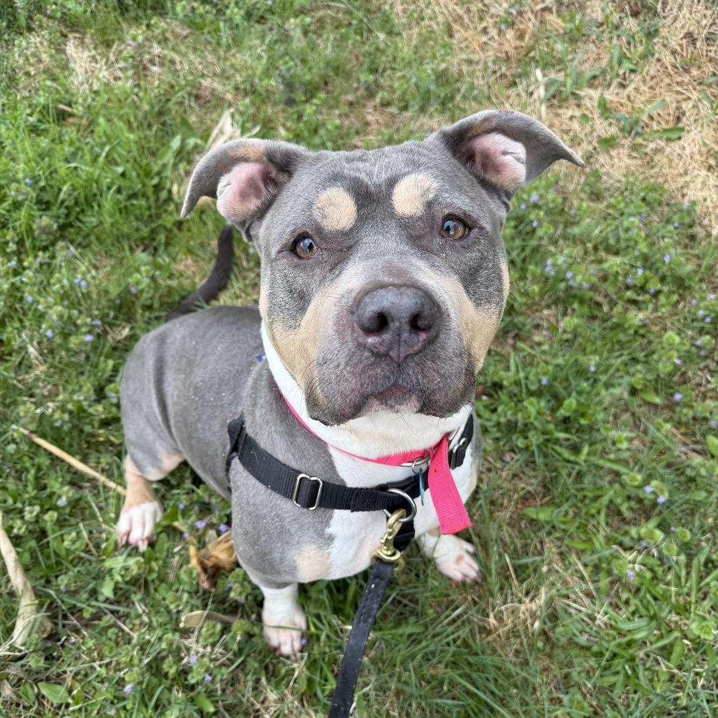 Enlarge Zaza, a Adoptable Mixed Breed in Bangall, NY image 3/5