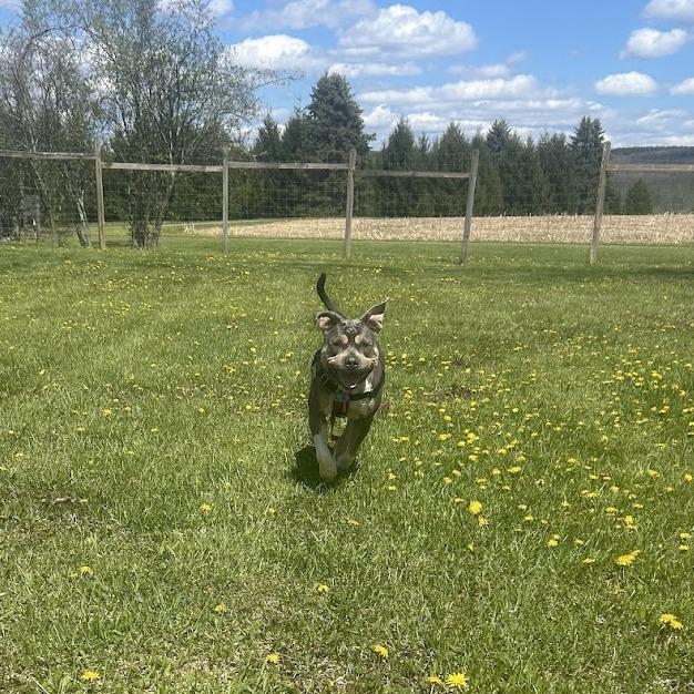Enlarge Zaza, a Adoptable Mixed Breed in Bangall, NY image 4/5