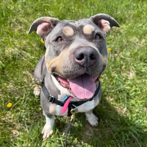 Enlarge Zaza, a Adoptable Mixed Breed in Bangall, NY image 5/5