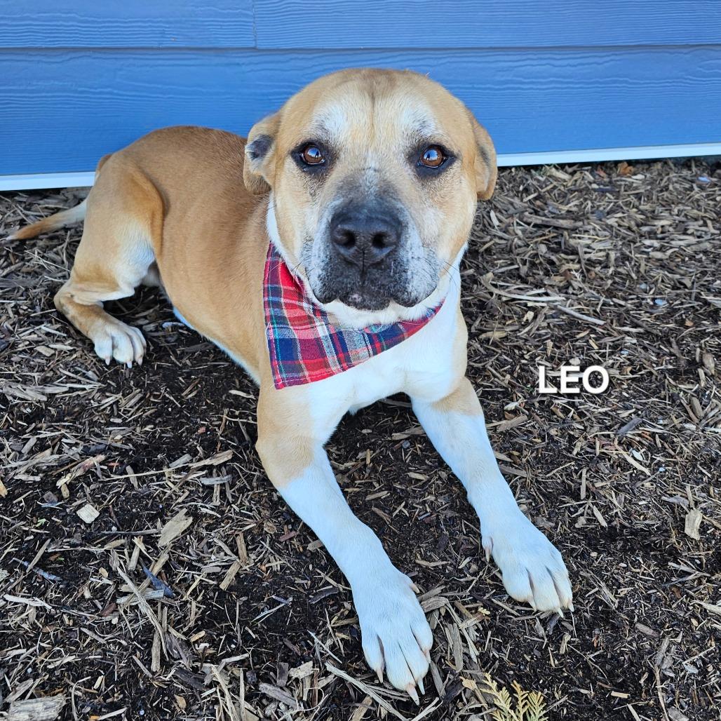 Enlarge Leo, a Adoptable mixed breed in Madisonville, TN image 1/1