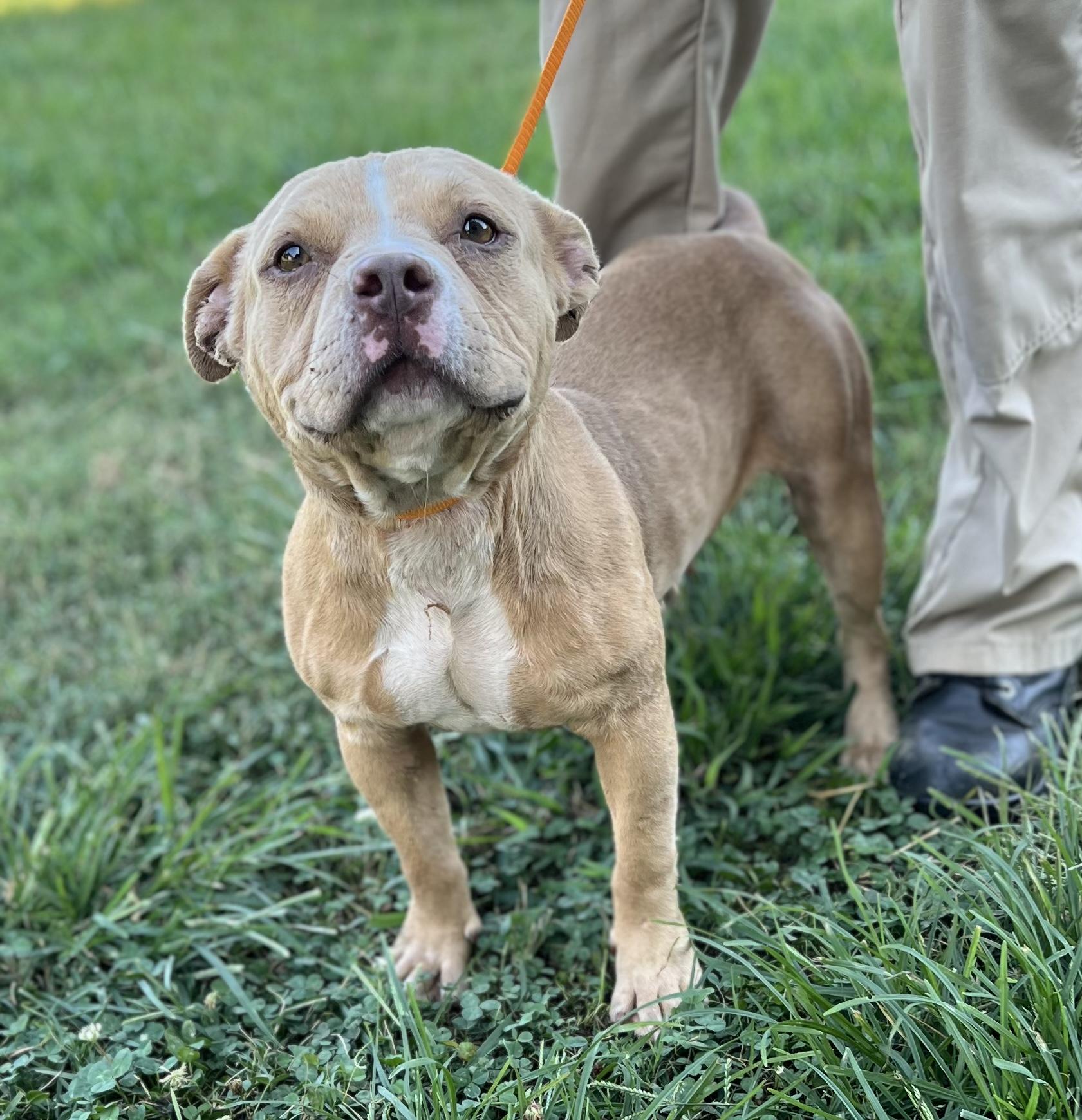 Polly, Adoptable, Adult Female Pit Bull Terrier.
