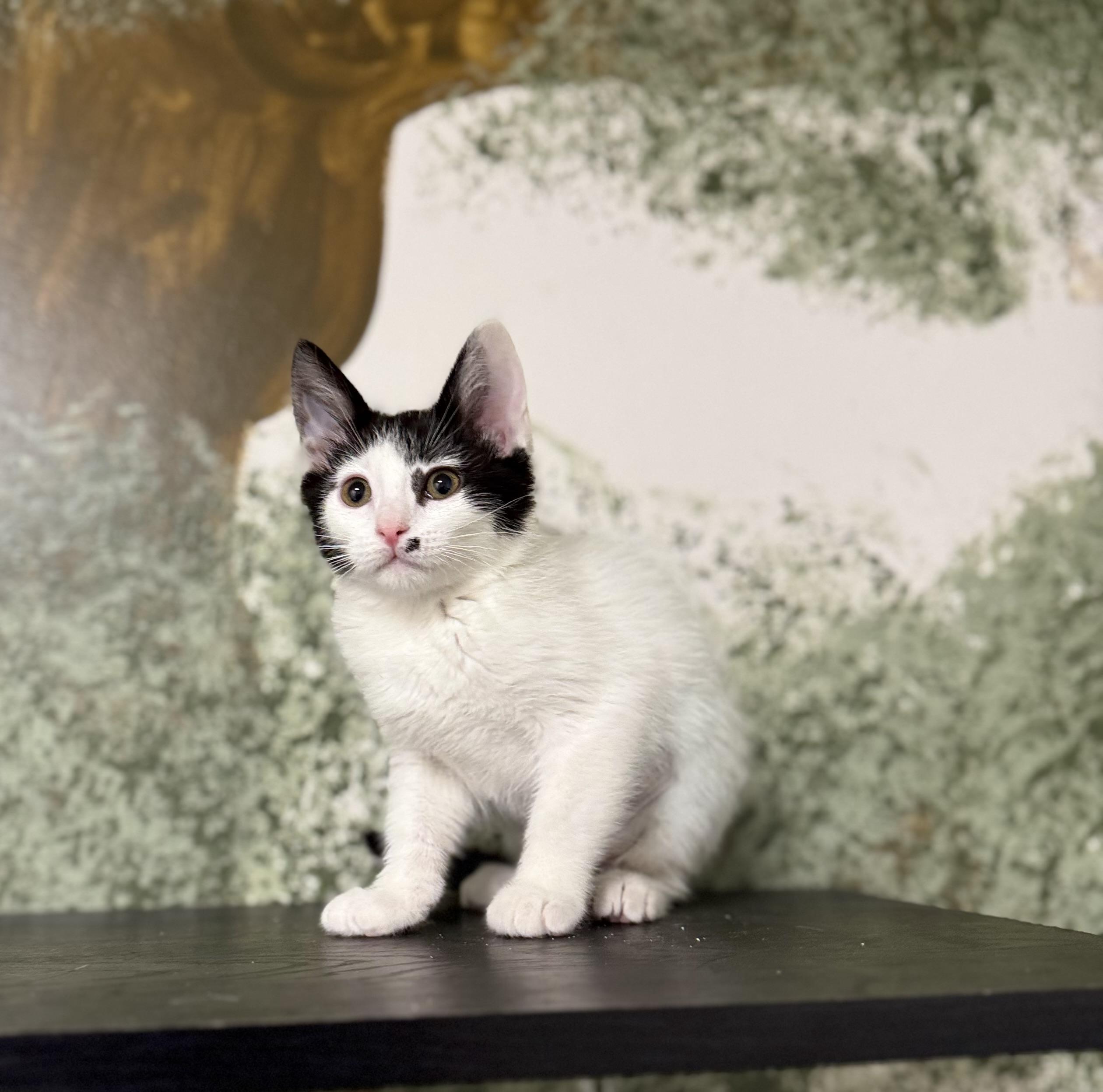 Louise, an adoptable Domestic Short Hair in Eagle, CO image 2/5