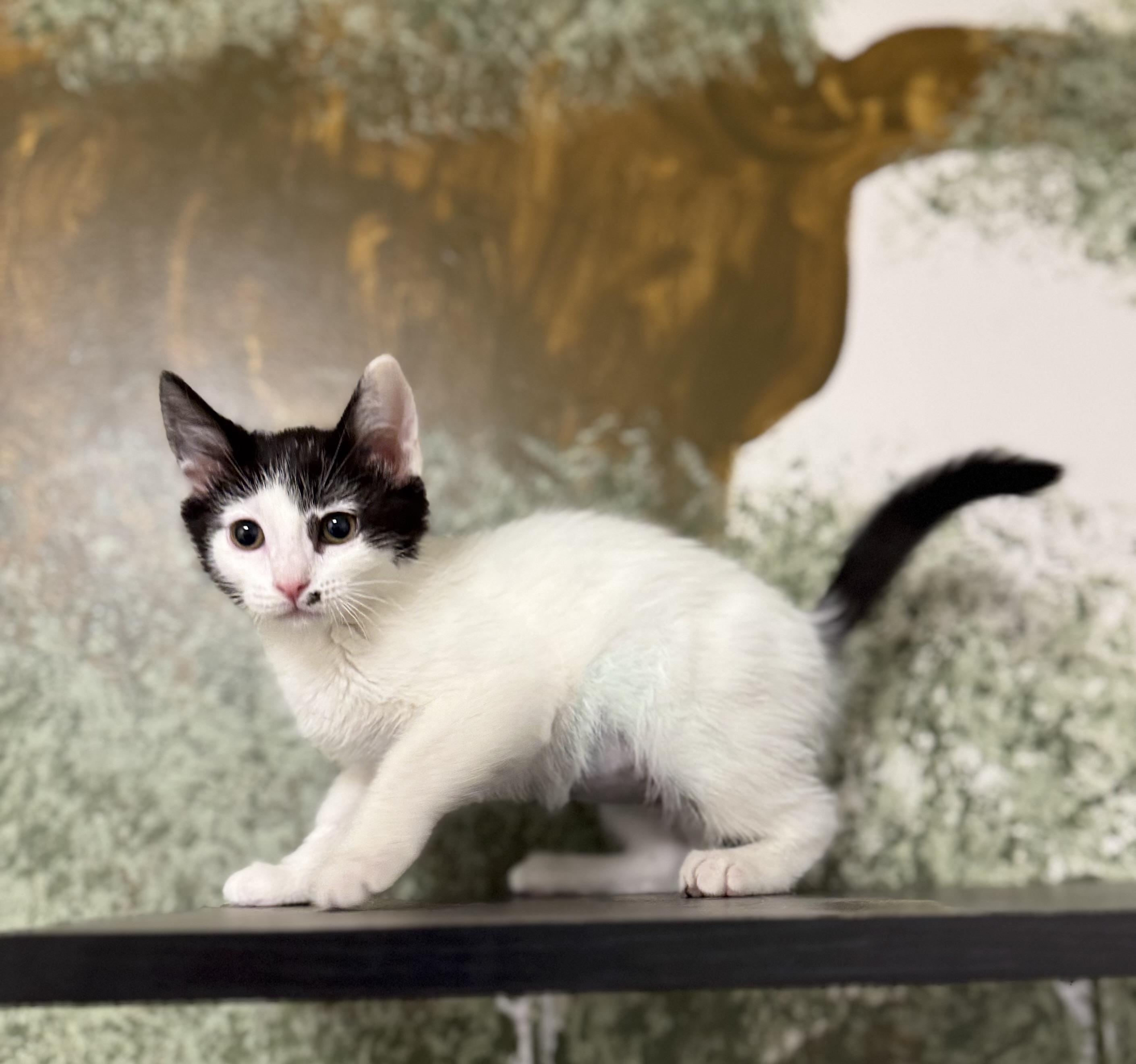 Louise, an adoptable Domestic Short Hair in Eagle, CO image 3/5