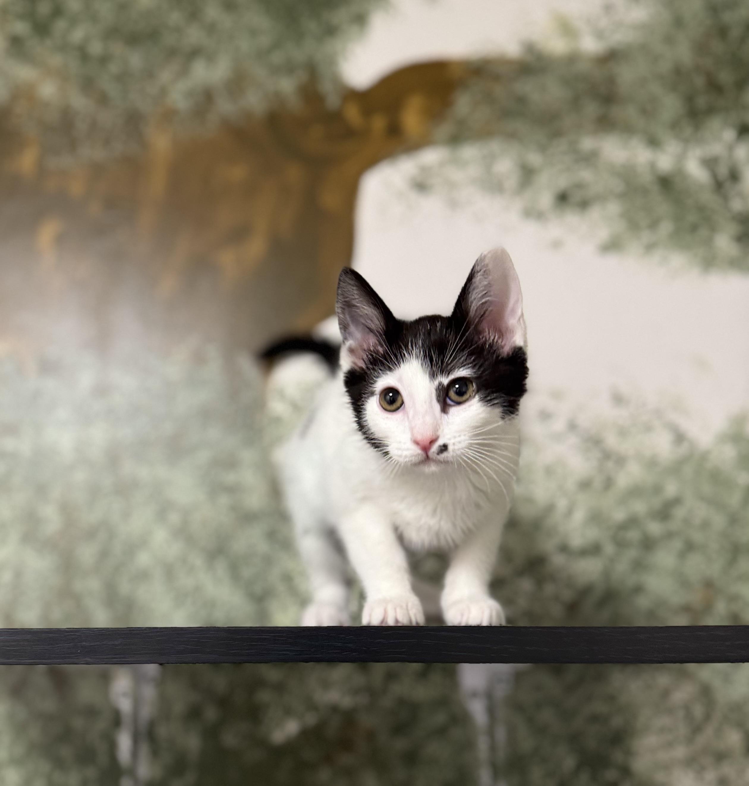 Louise, adoptable, Kitten Female Domestic Short Hair.