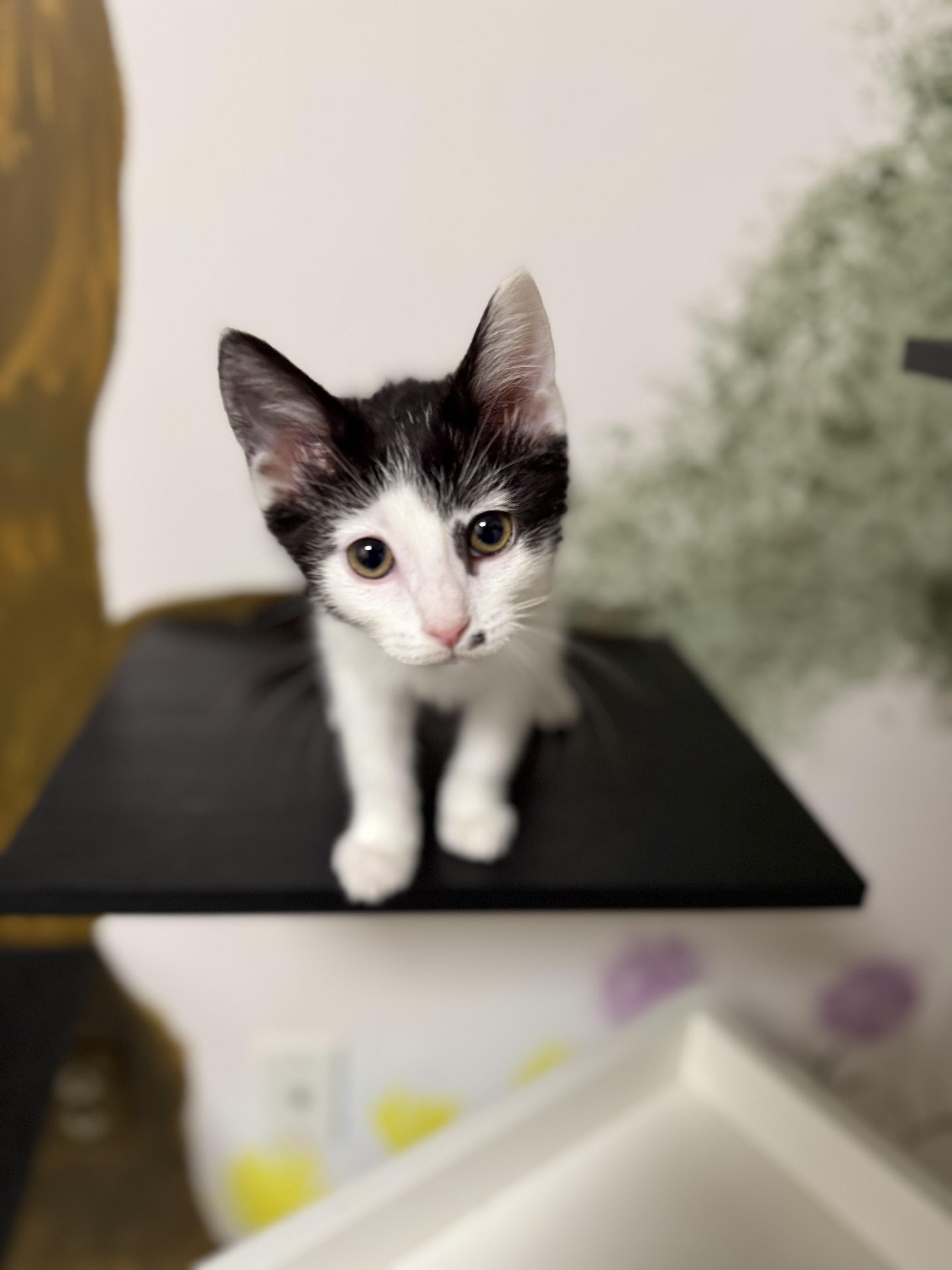Louise, an adoptable Domestic Short Hair in Eagle, CO image 5/5