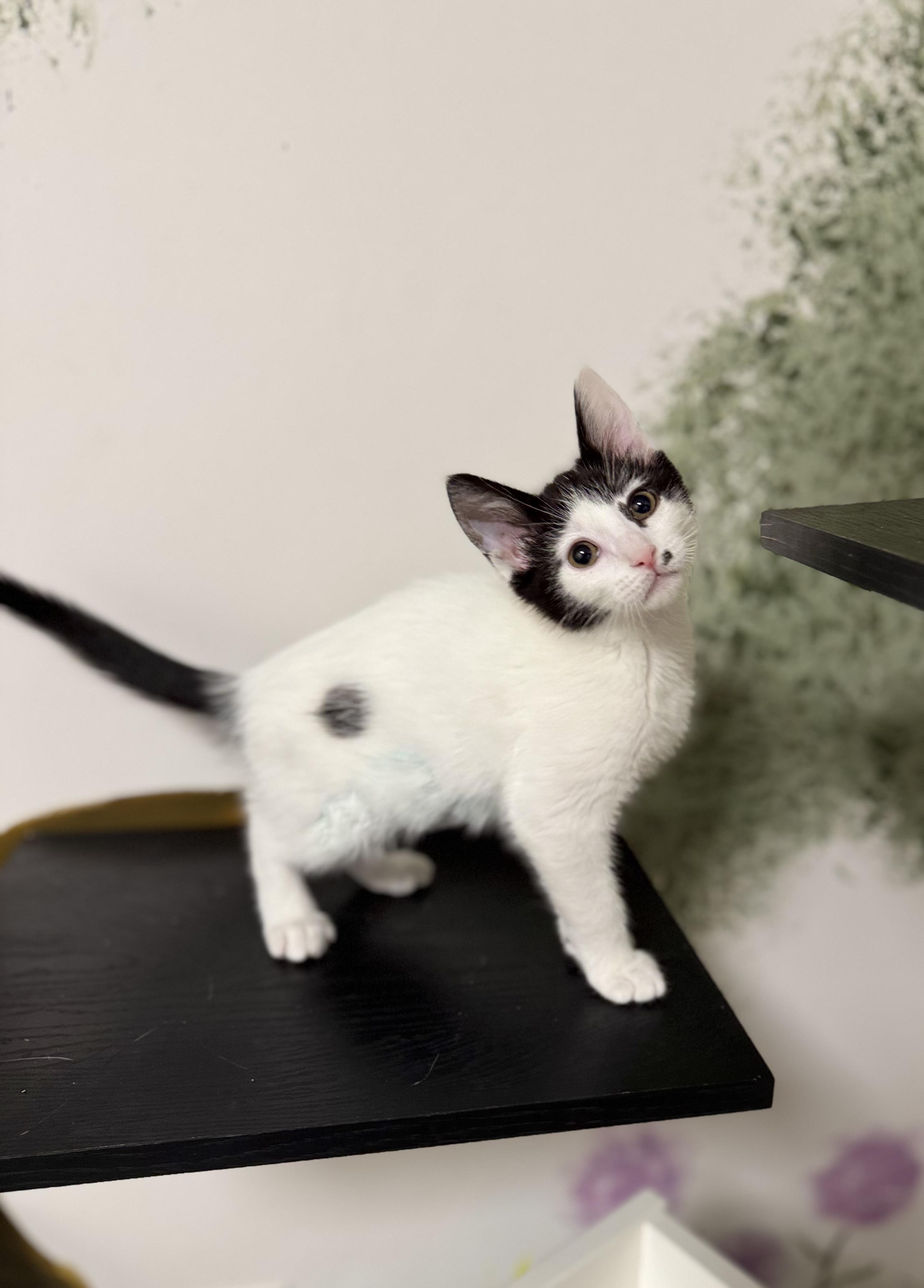 Louise, an adoptable Domestic Short Hair in Eagle, CO image 4/5