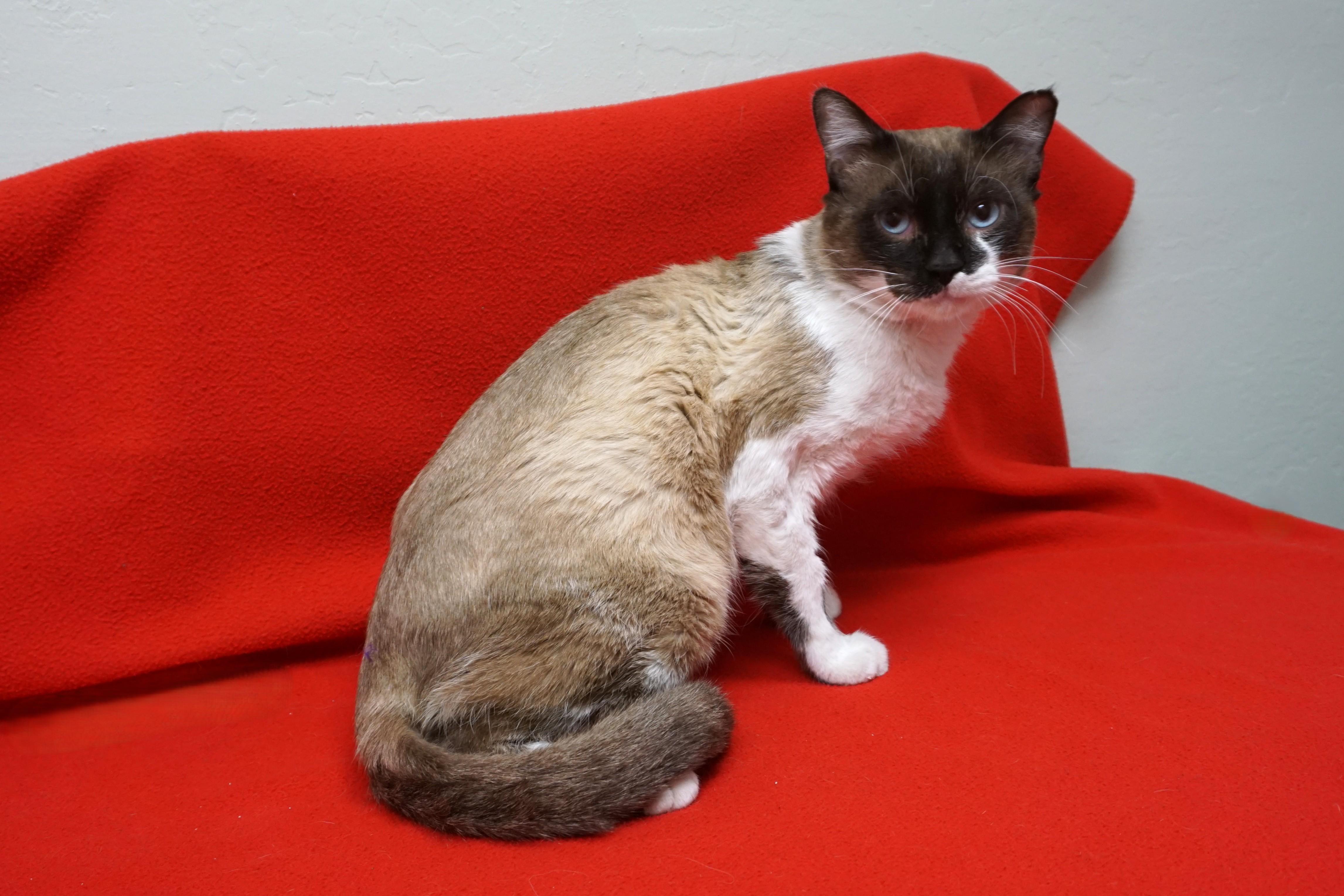 Enlarge Boyz, an adopted mixed breed in Fountain Hills, AZ image 3/3