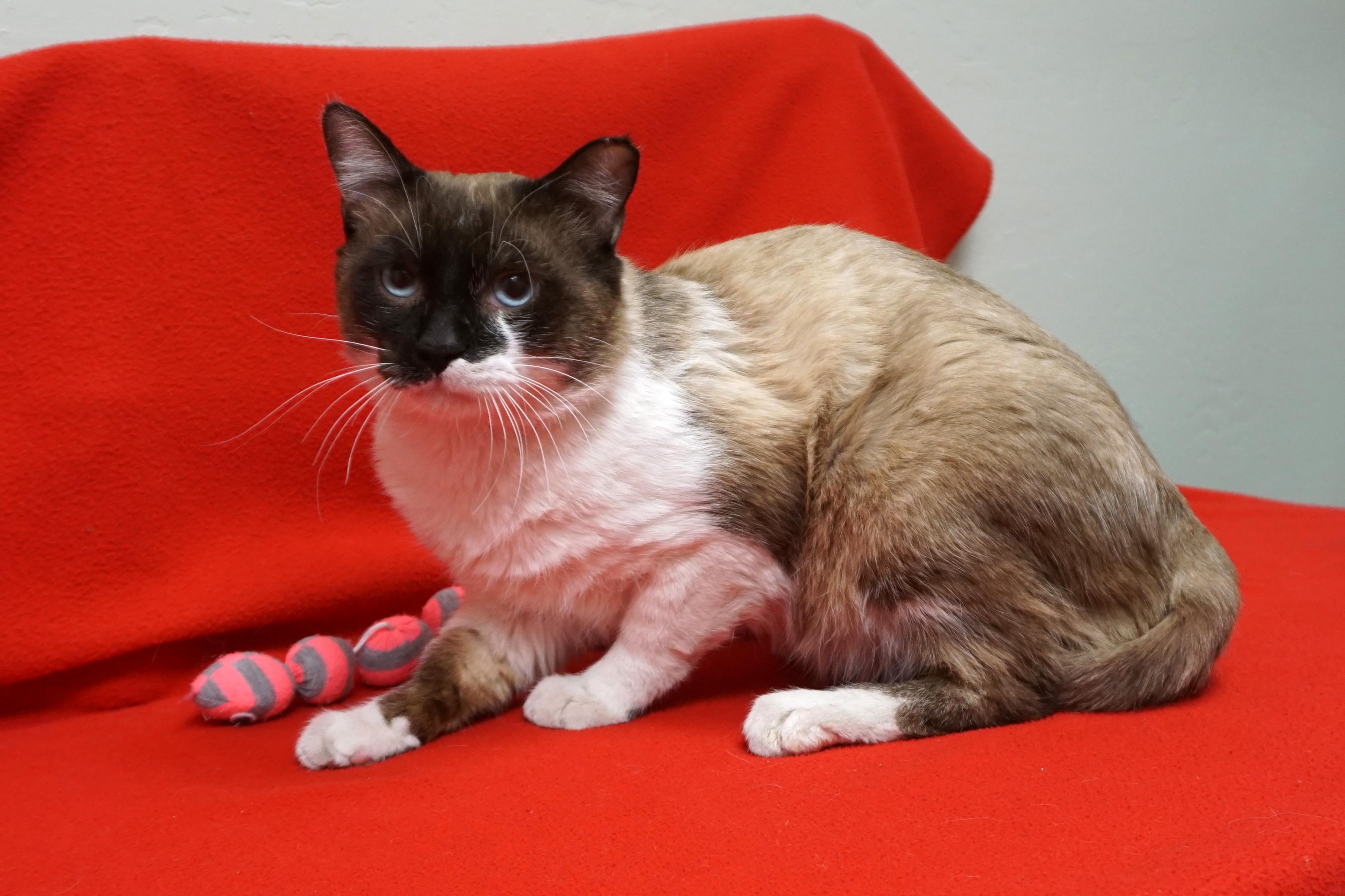 Boyz, adopted, Adult Male Siamese.