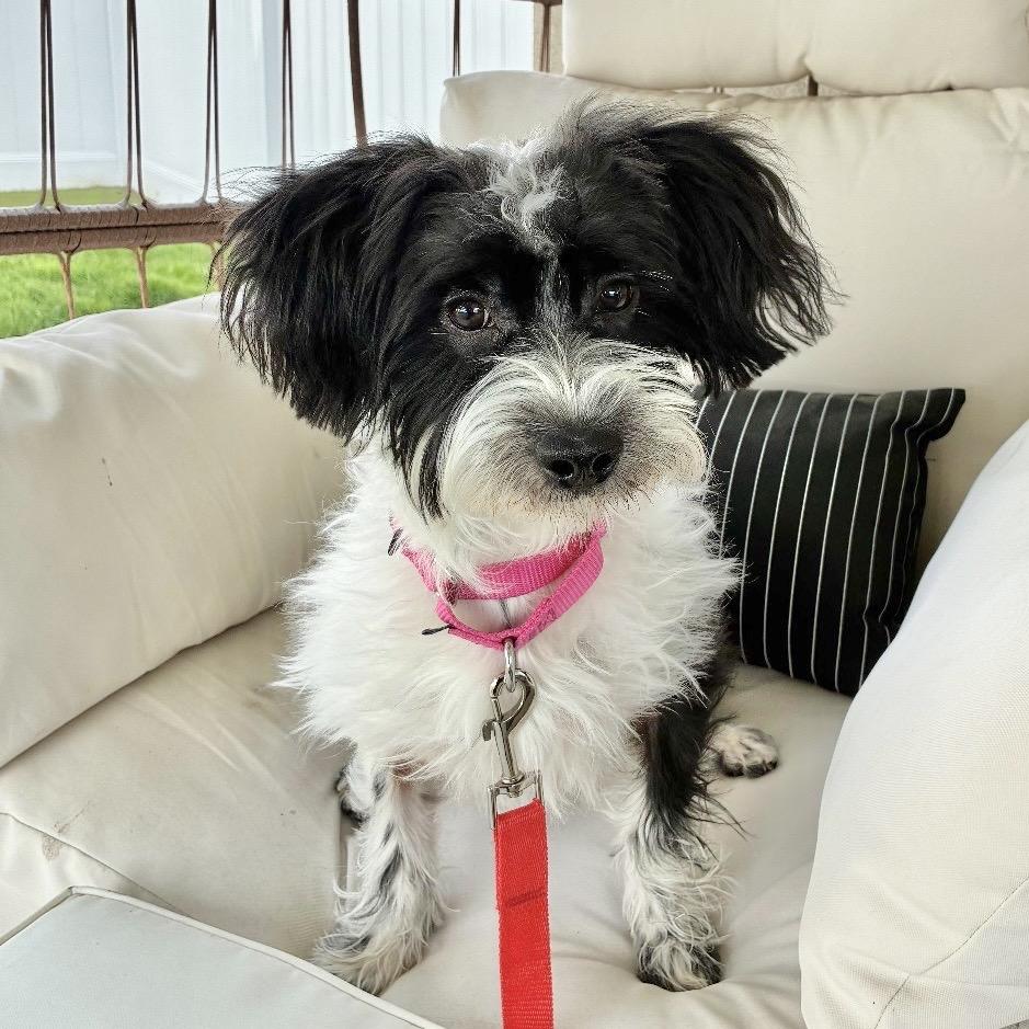 Enlarge THOMAS, a Adoptable Shih Tzu in Berlin, NJ image 1/5