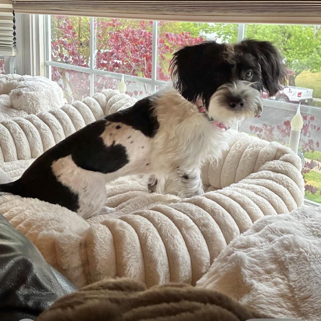 Enlarge THOMAS, a Adoptable Shih Tzu in Berlin, NJ image 3/5