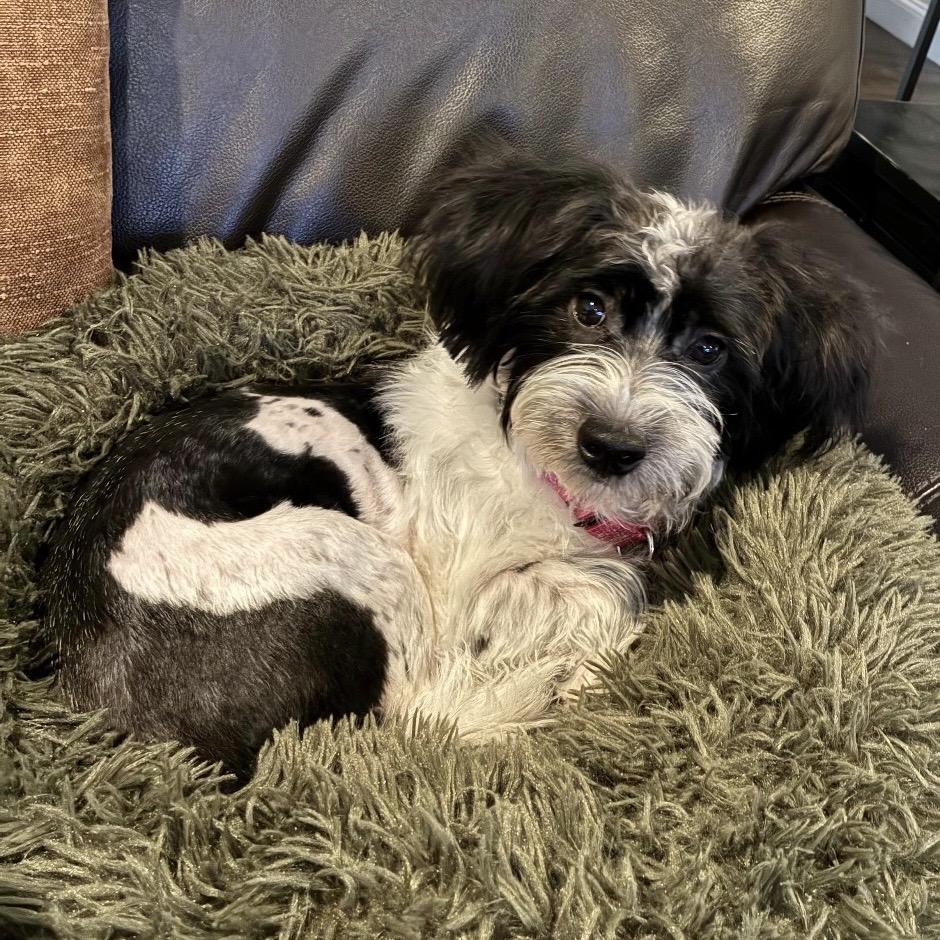 Enlarge THOMAS, a Adoptable Shih Tzu in Berlin, NJ image 4/5