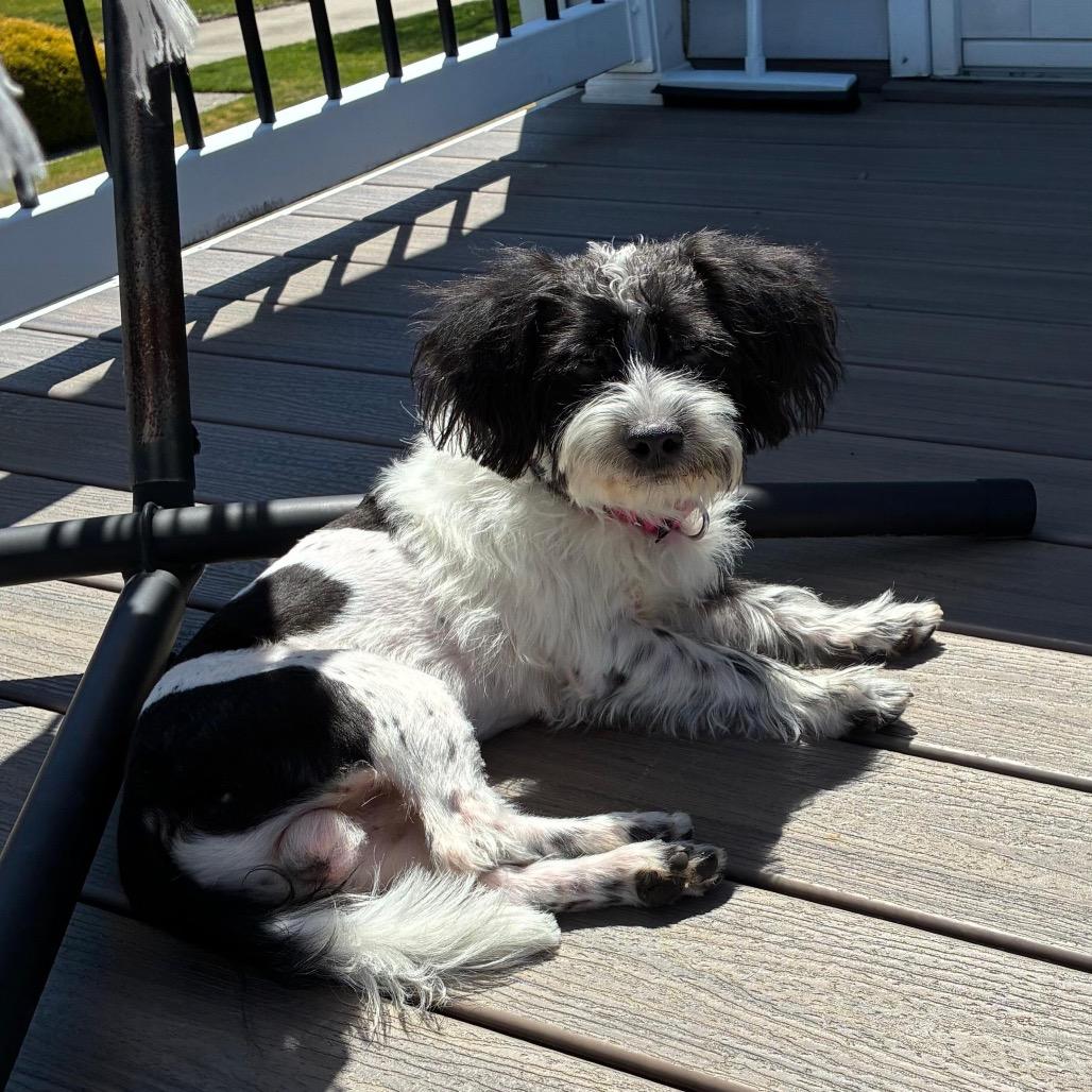 Enlarge THOMAS, a Adoptable Shih Tzu in Berlin, NJ image 2/5