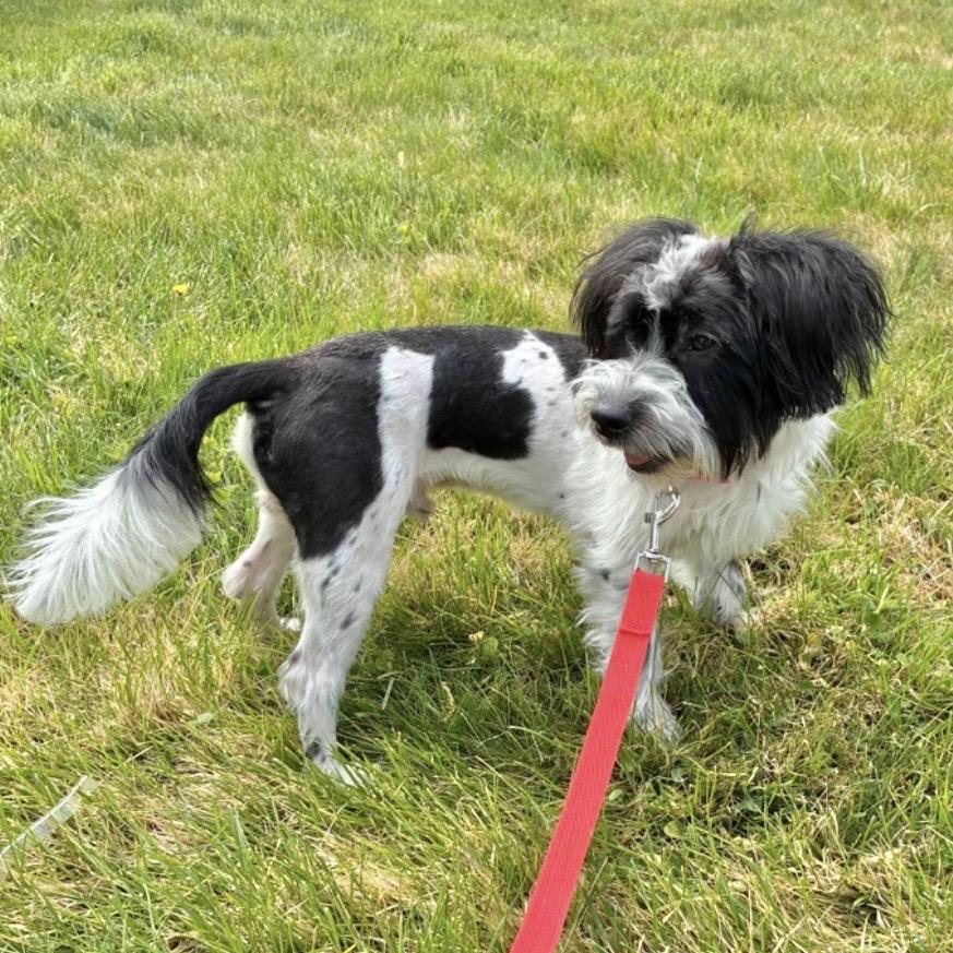 Enlarge THOMAS, a Adoptable Shih Tzu in Berlin, NJ image 5/5