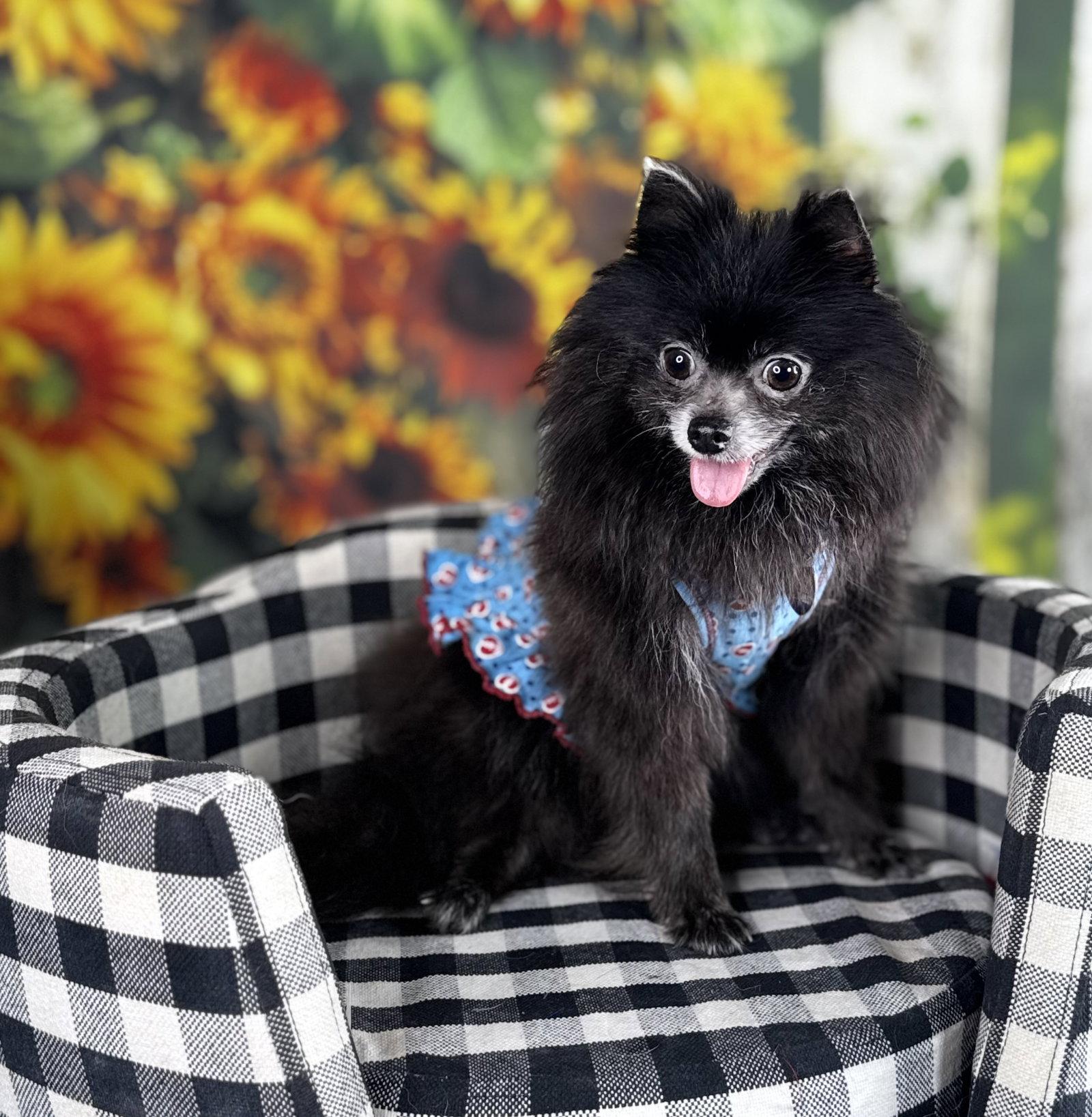Hanna, Adoptable, Adult Female Pomeranian.