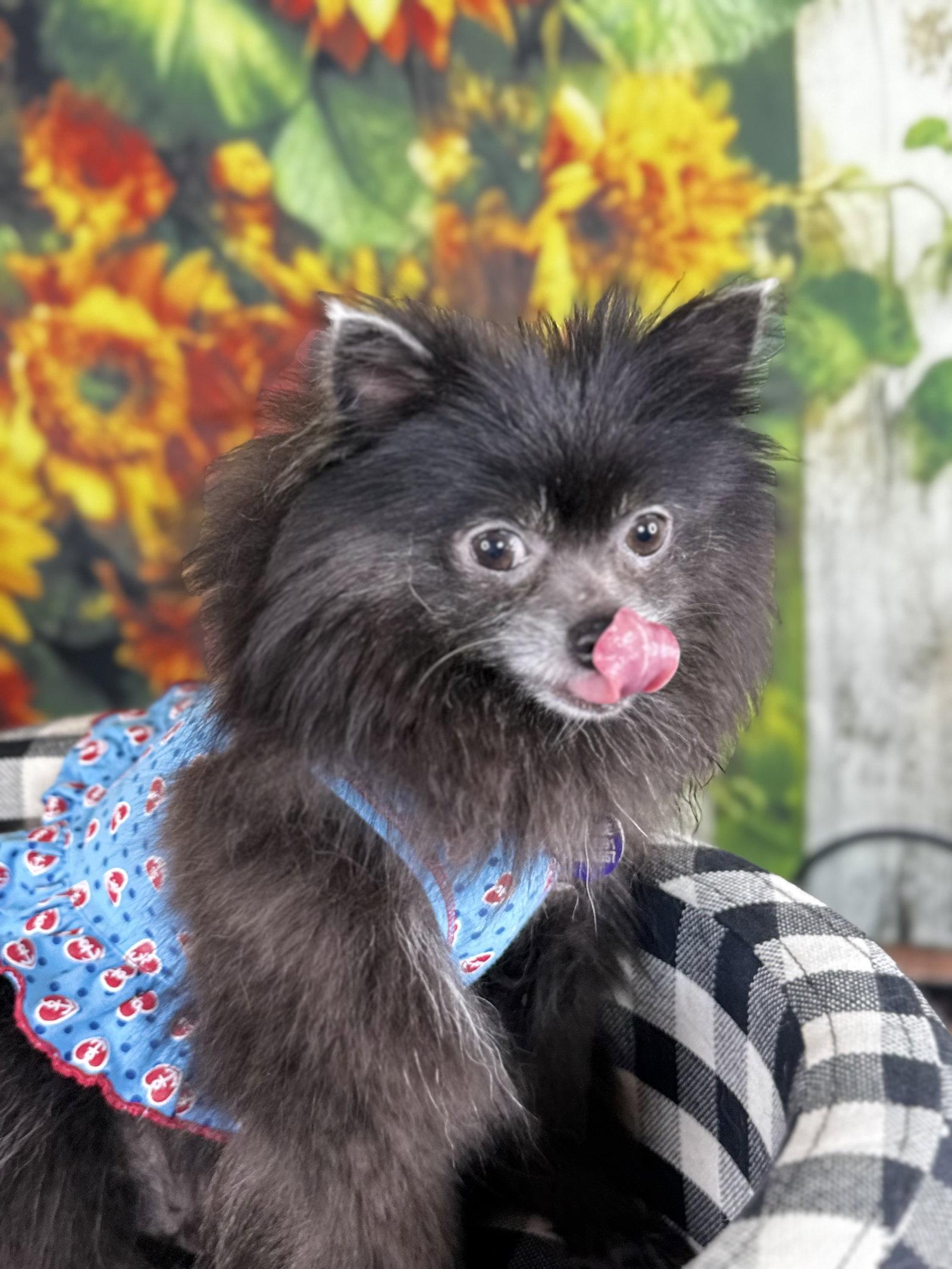 Hanna, a Adoptable Pomeranian in Garland, TX image 2/3