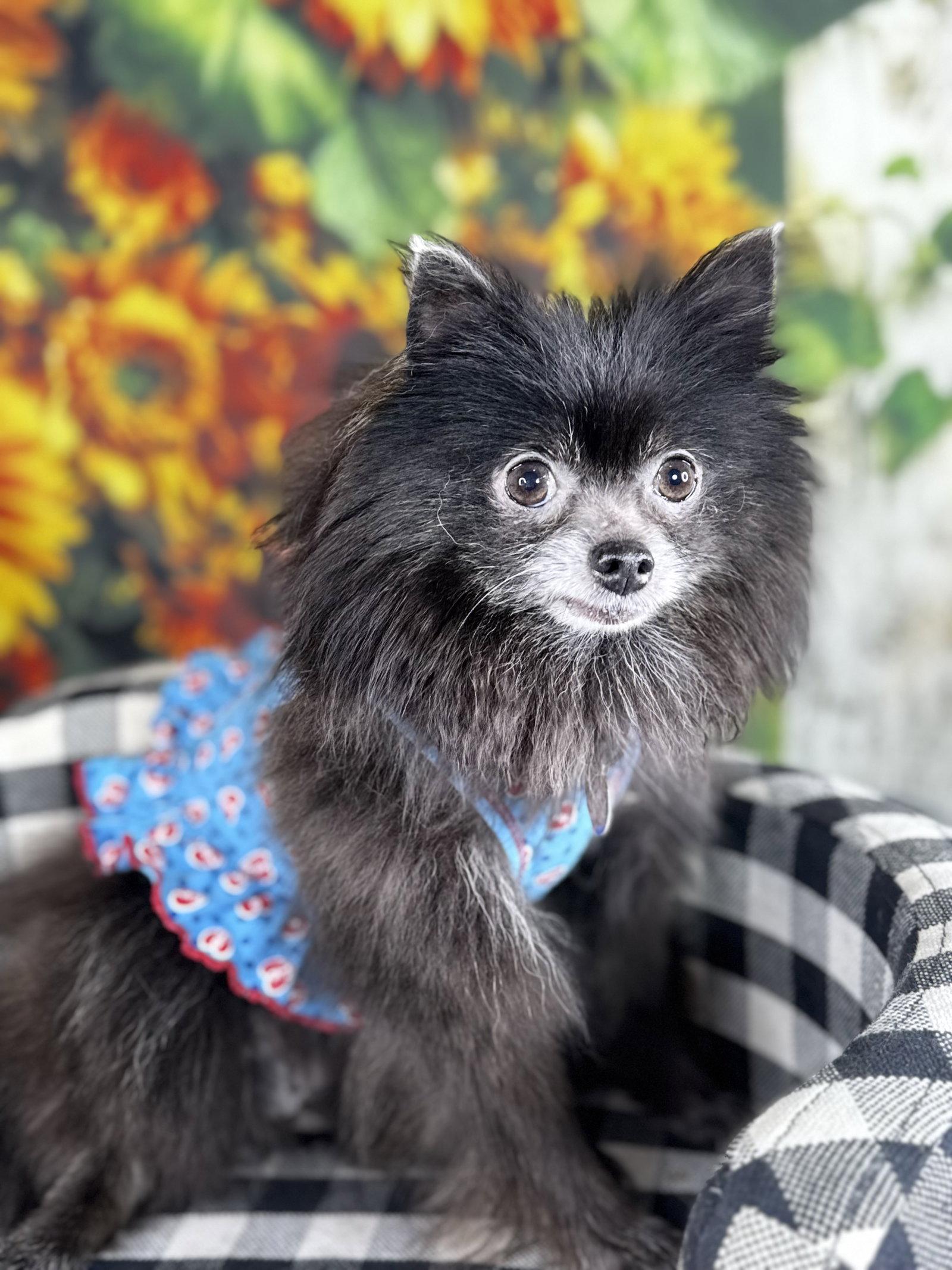Hanna, a Adoptable Pomeranian in Garland, TX image 3/3