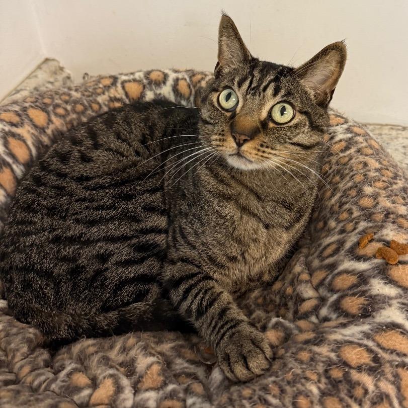 Enlarge Sidney, a Adoptable Domestic Short Hair in Denver, CO image 1/6