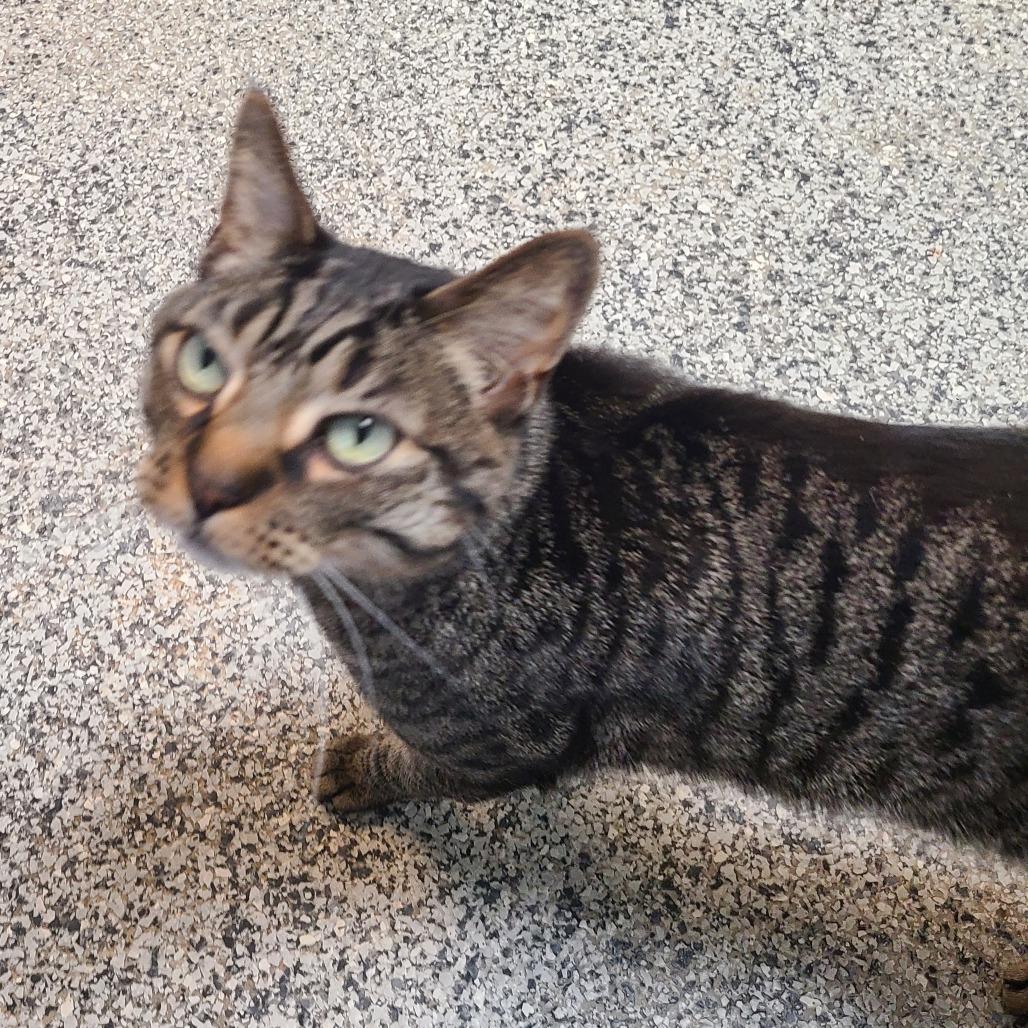 Enlarge Sidney, a Adoptable Domestic Short Hair in Denver, CO image 2/6