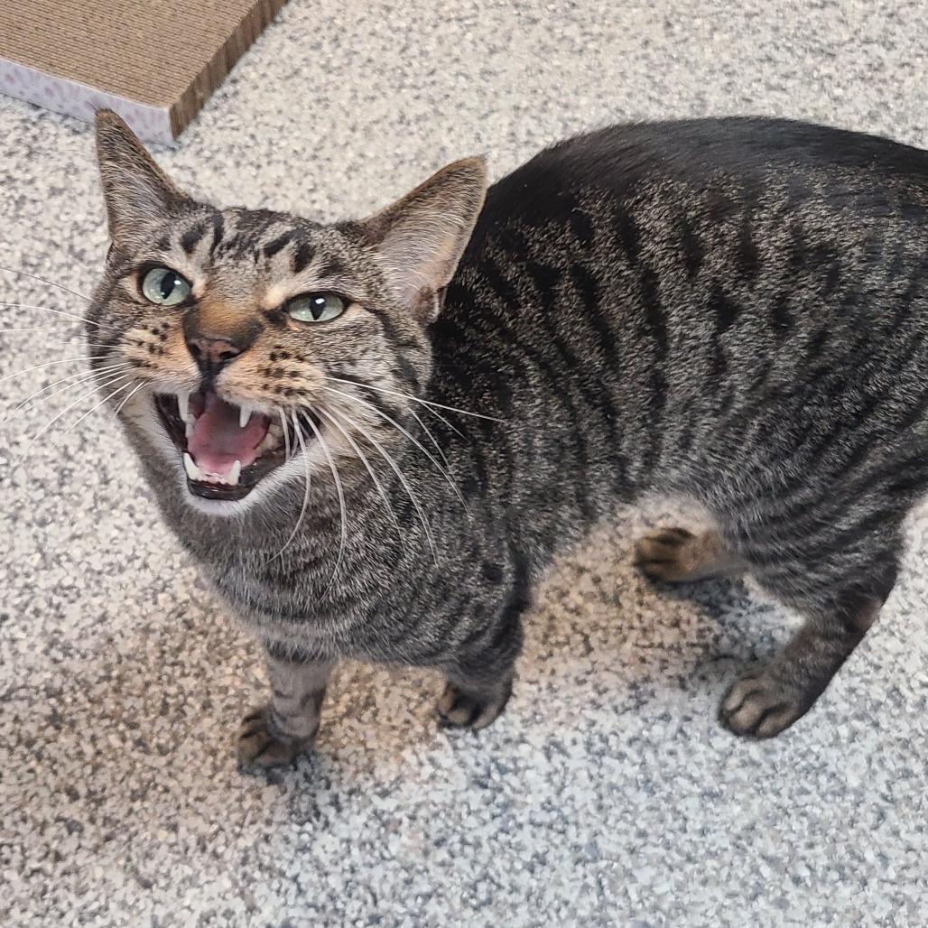 Enlarge Sidney, a Adoptable Domestic Short Hair in Denver, CO image 3/6