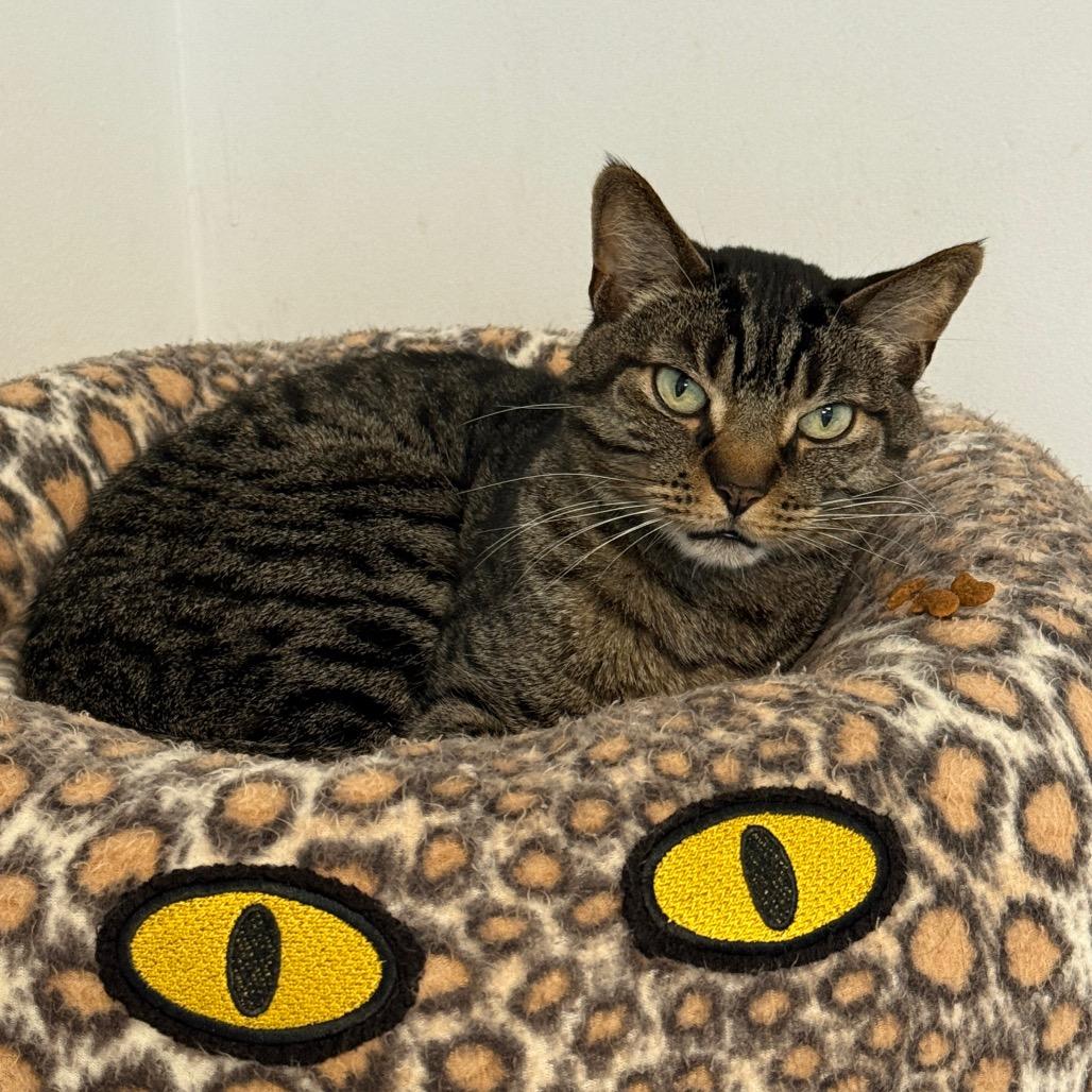 Enlarge Sidney, a Adoptable Domestic Short Hair in Denver, CO image 4/6