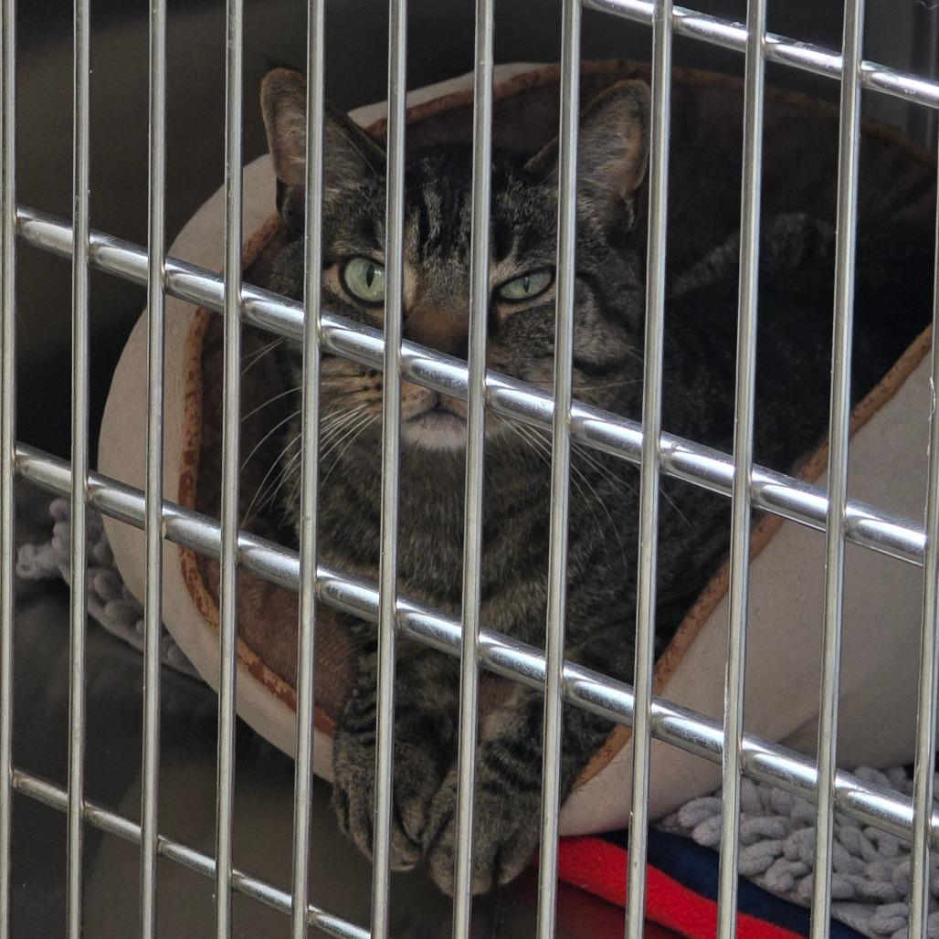 Enlarge Sidney, a Adoptable Domestic Short Hair in Denver, CO image 5/6